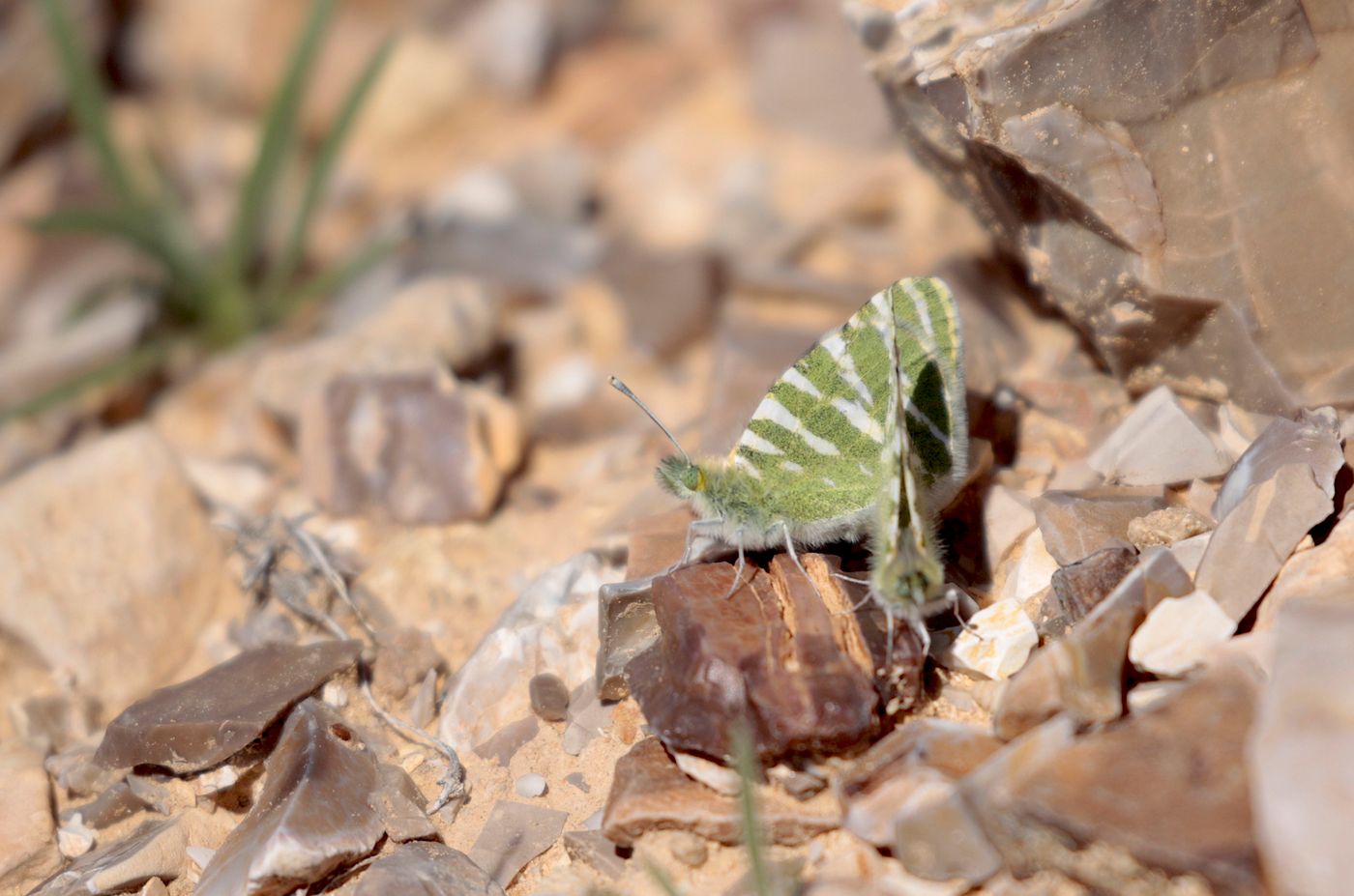 Accouplement de zébrés de vert © Noé Terorde