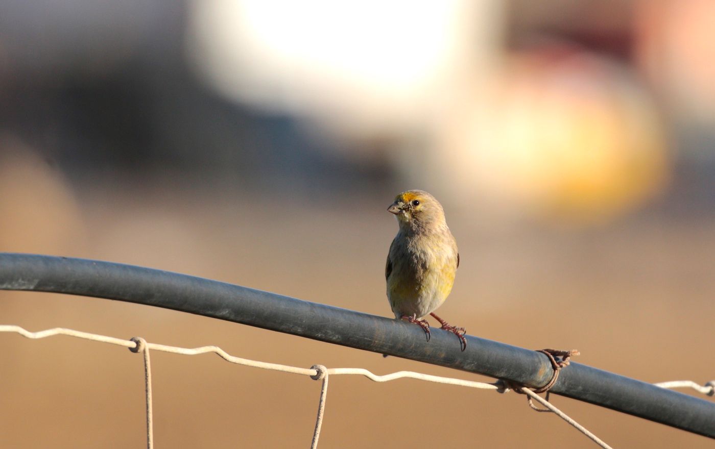 L'un des 4 serins syriaques observés à Neot Smadar