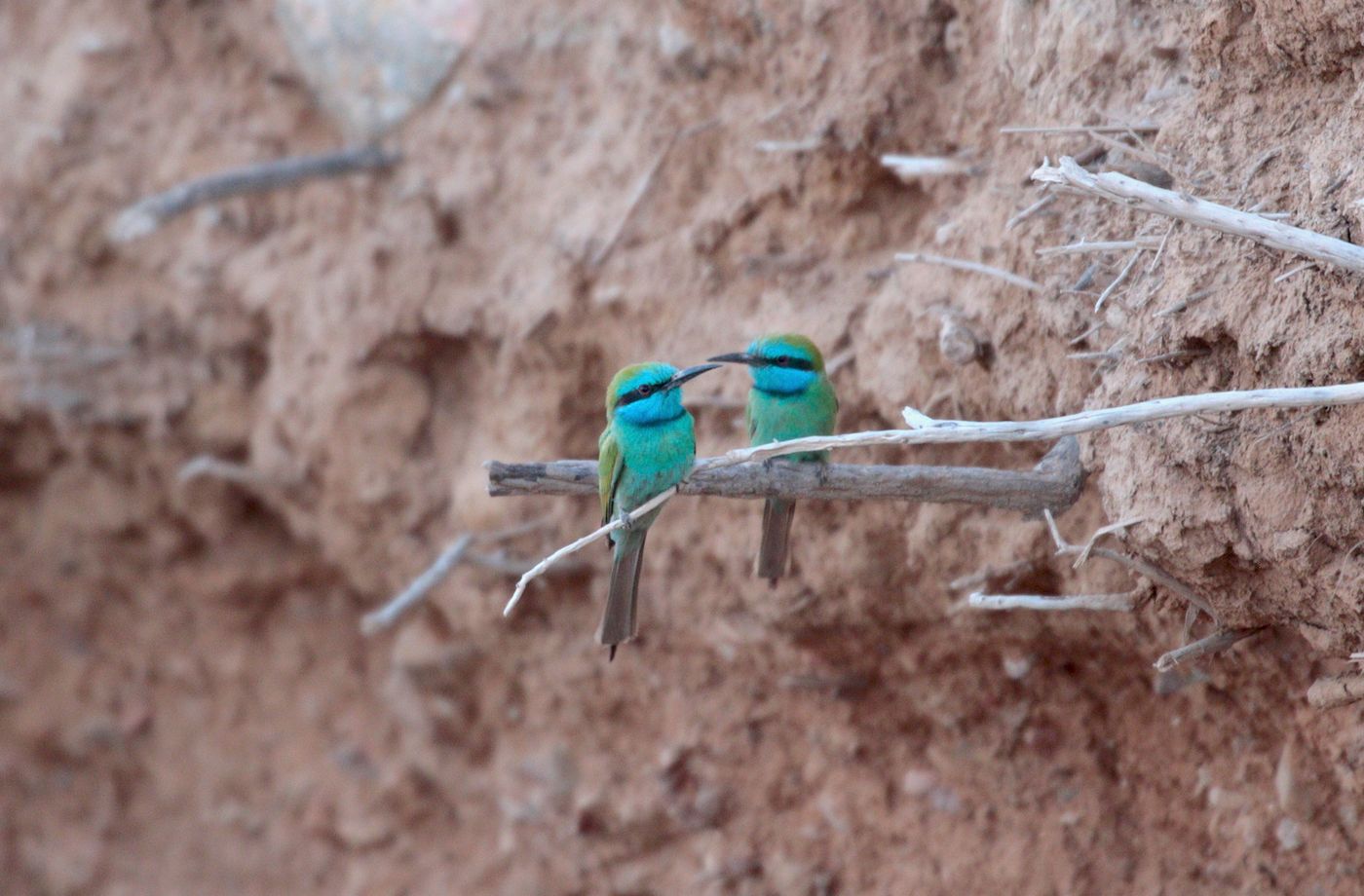 Un couple de guêpiers d'Orient à proximité de leur nid