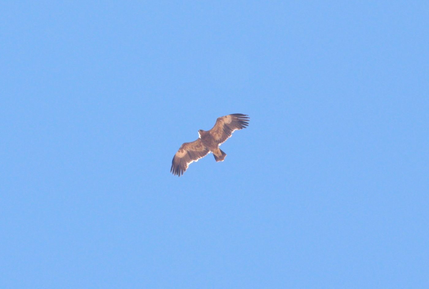 Un des nombreux aigles des steppes observés en migration