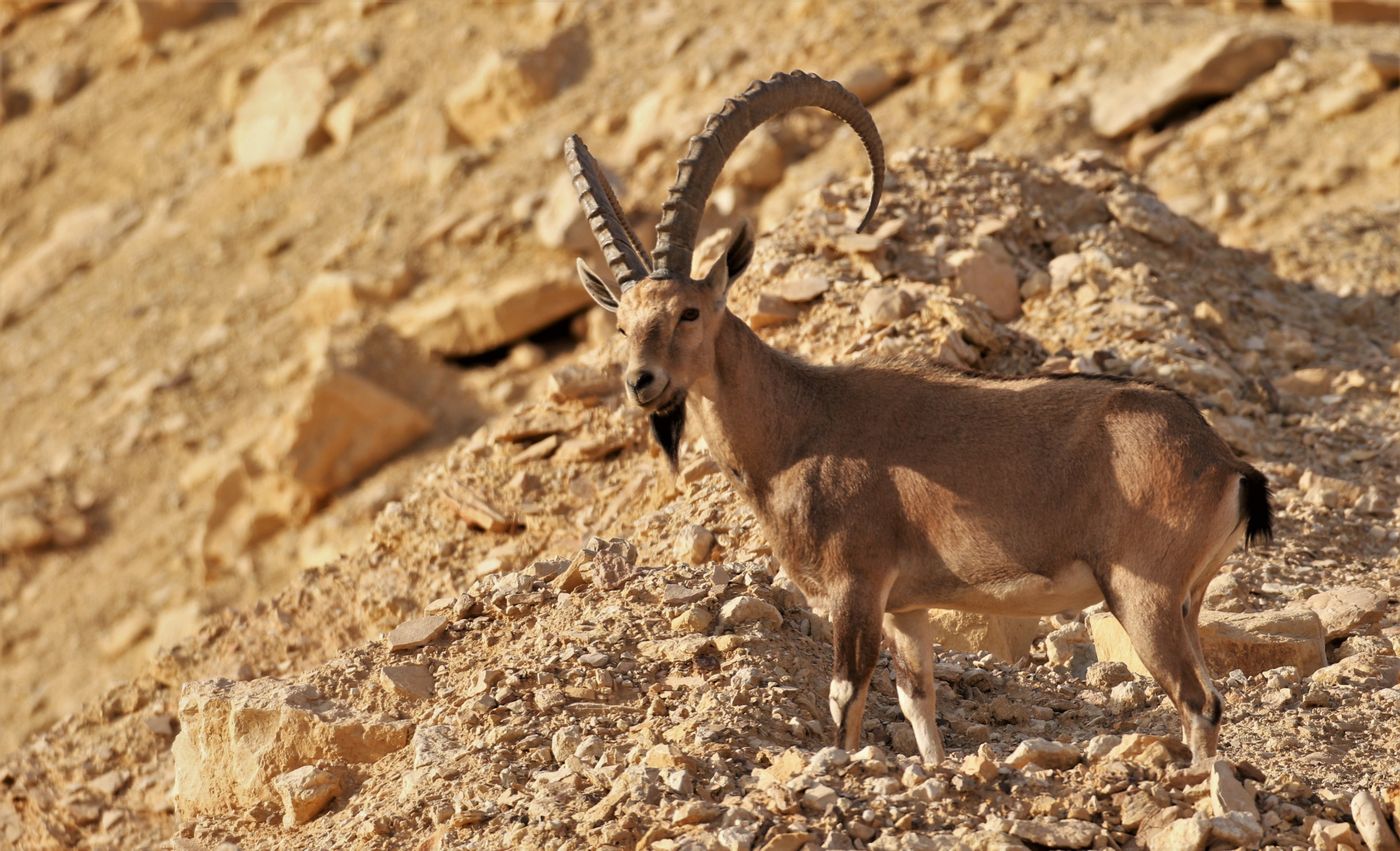 Un Nubian Ibex mâle pose fièrement dans un wadi d'Israël © Noé Terorde