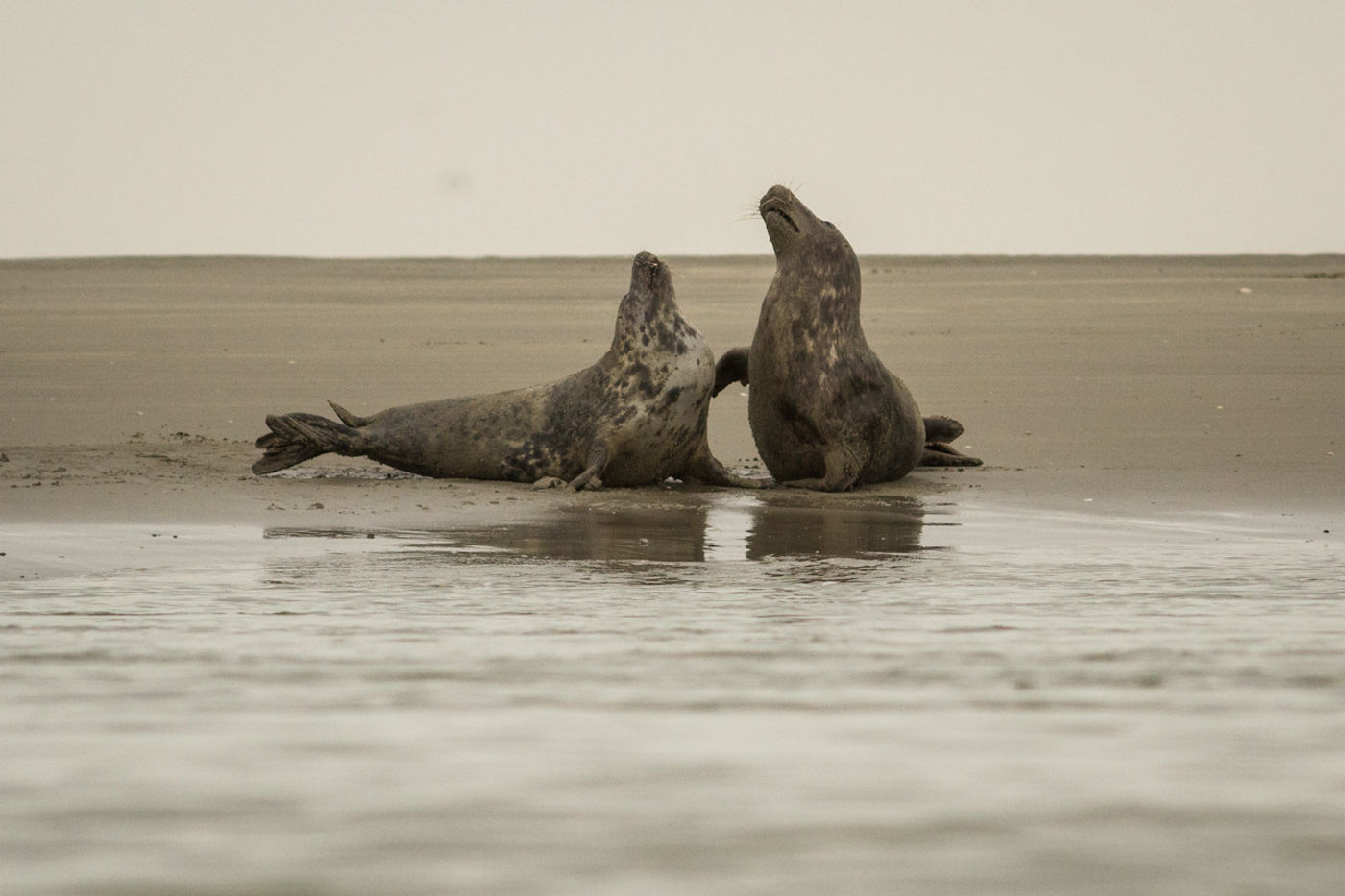 Twee vechtende grijze zeehonden. © Jef Pauwels