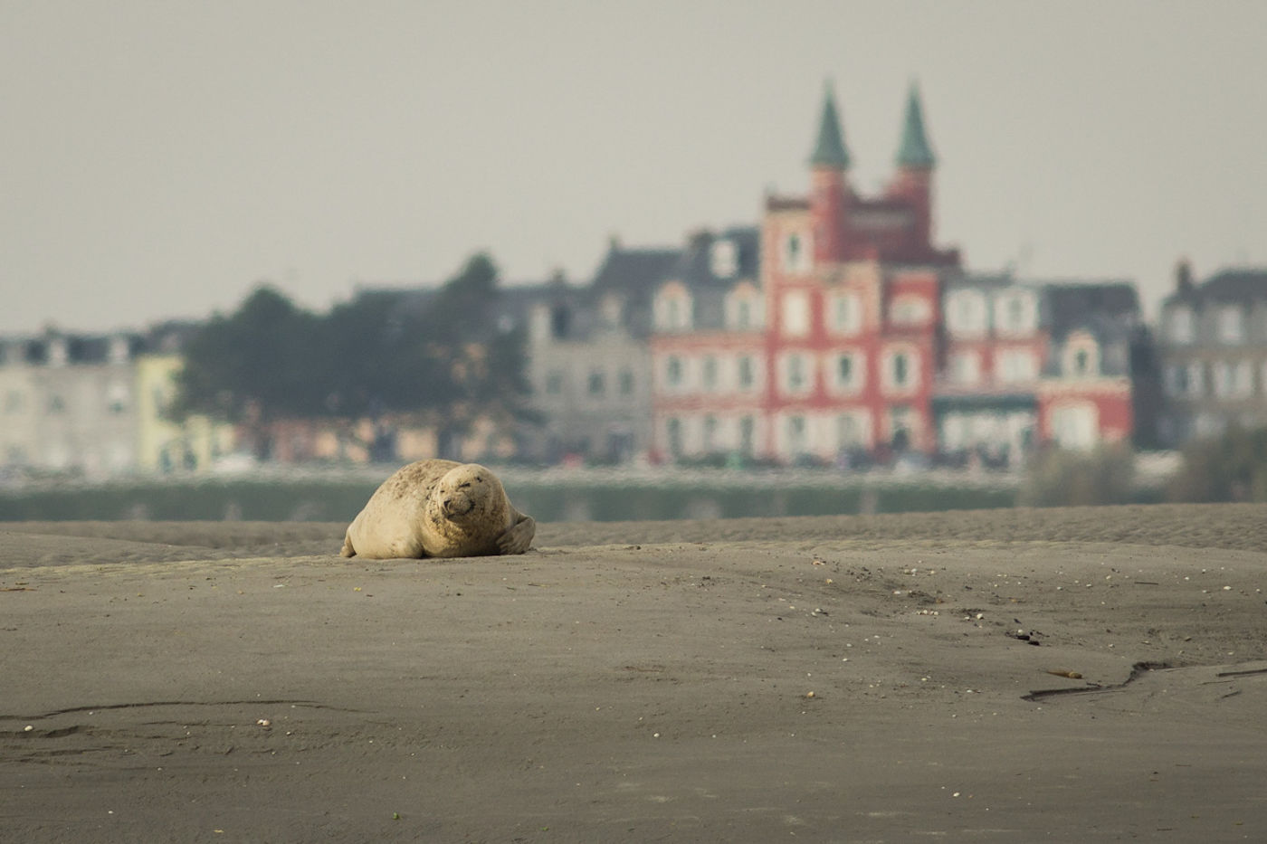 Een rustende zeehond met de bebouwing op de achtergrond. © Jef Pauwels