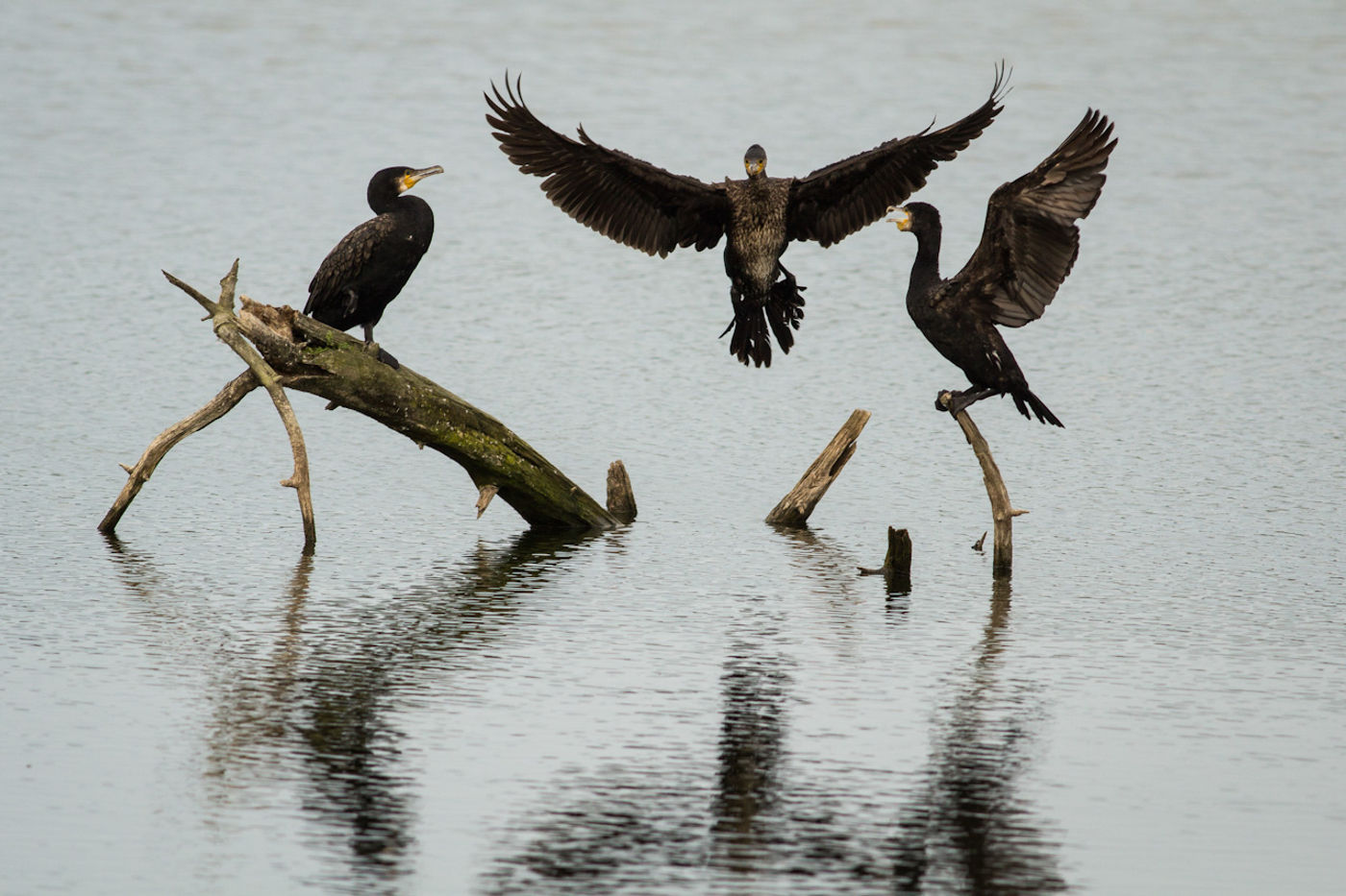 Roestende aalscholvers drogen hun veren. © Jef Pauwels