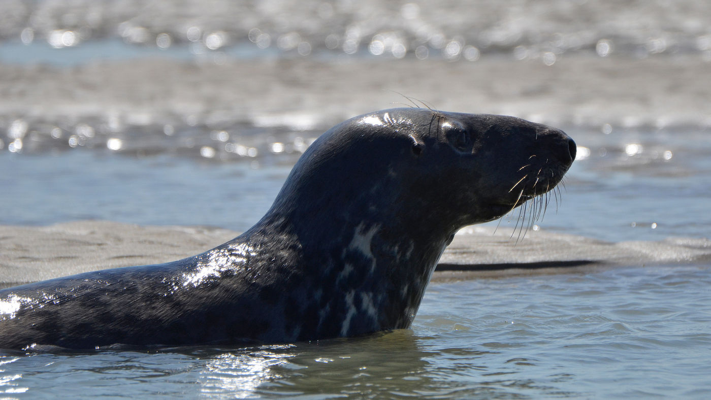 Een jonge grijze zeehond kruipt uit het water. © Joris Debleser