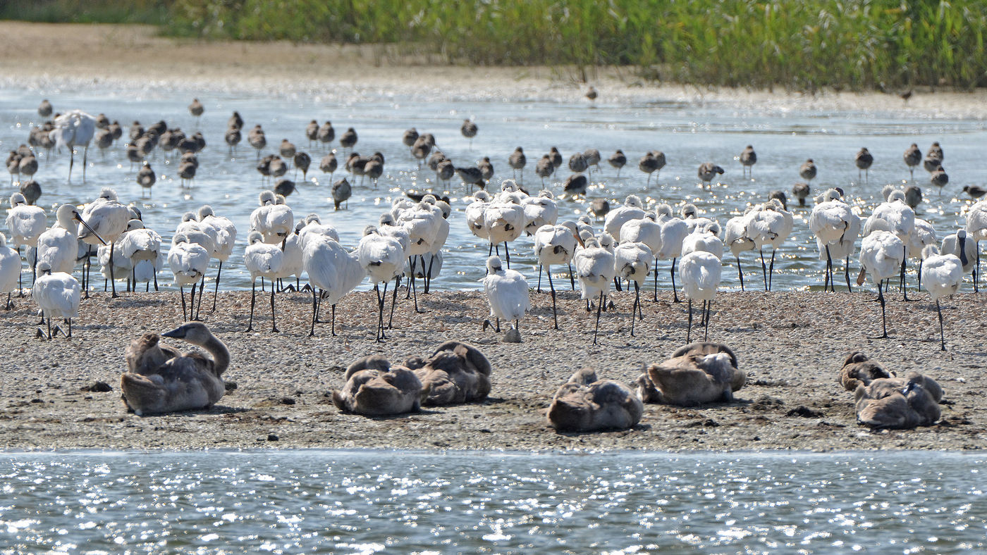 Tal van lepelaars staan te rusten op het wad. © Joris Debleser