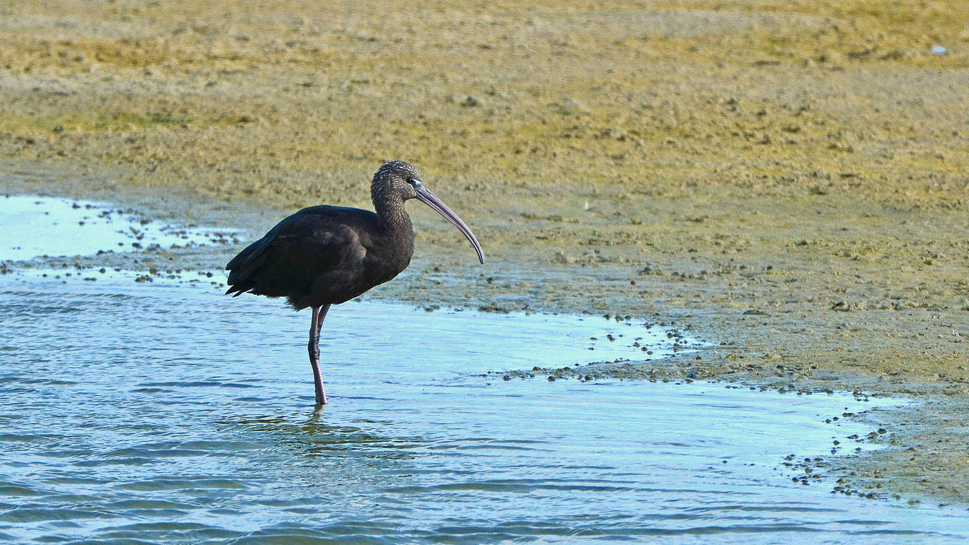 Een zwarte ibis, geen algemene gast in dit gebied. © Joris Debleser