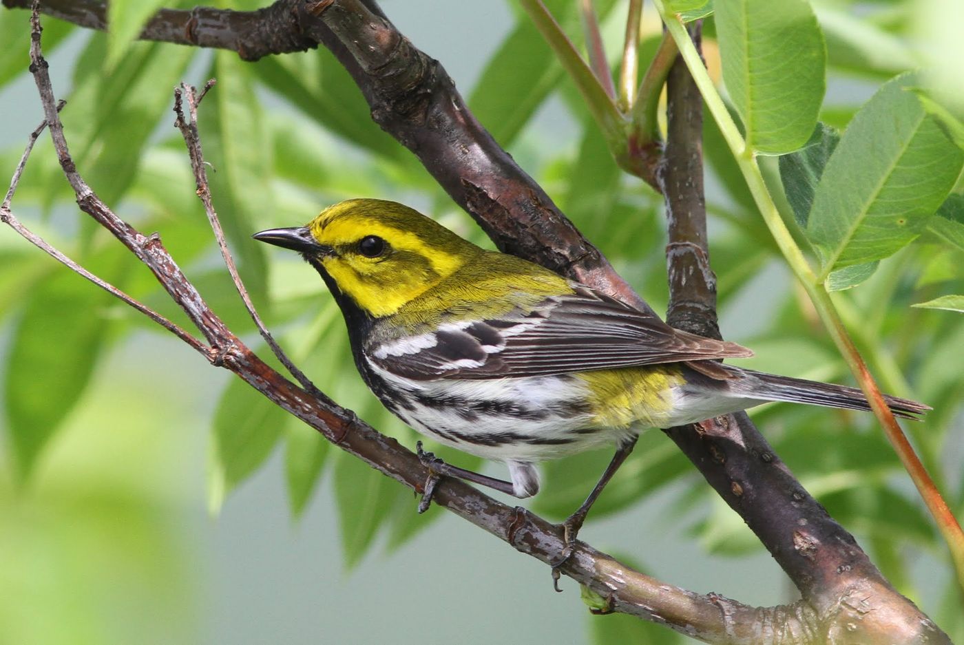 Black-throated green warbler - Dendroica virens.
© Johannes Jansen