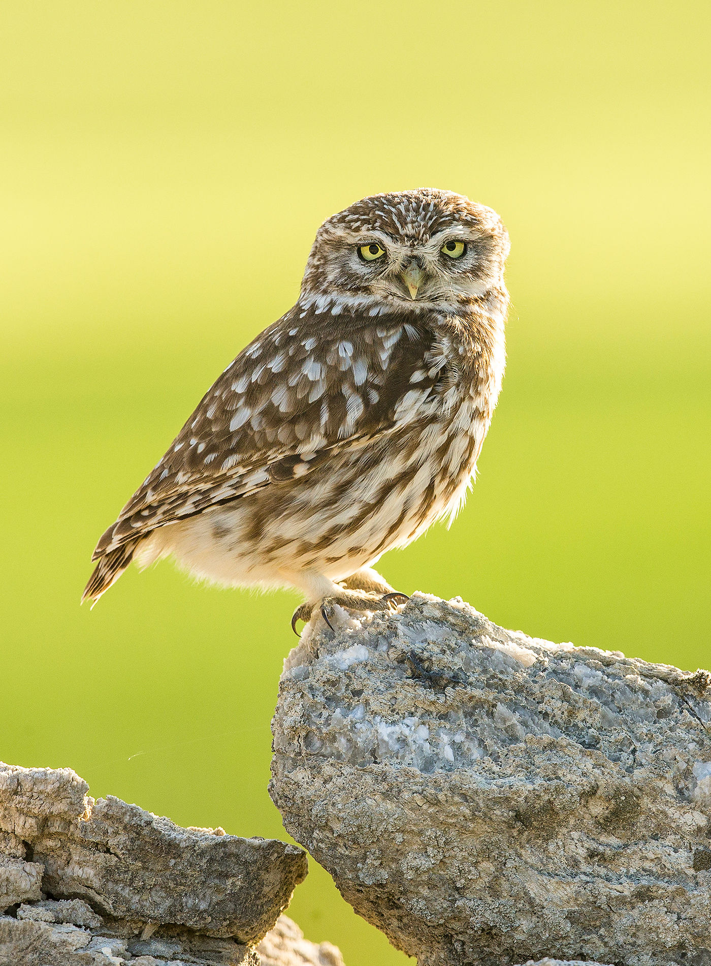 Een steenuil zit op de uitkijk tijdens de eerste zonnestralen. © Rudi Debruyne