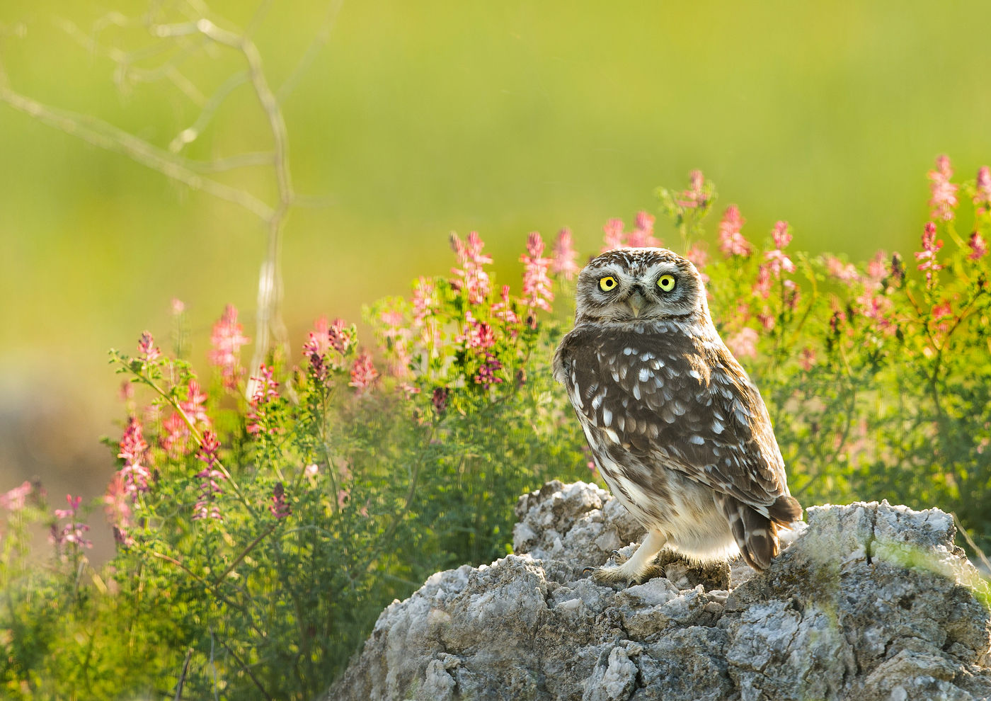 Een steenuil geniet van de eerste zonnestralen. © Rudi Debruyne