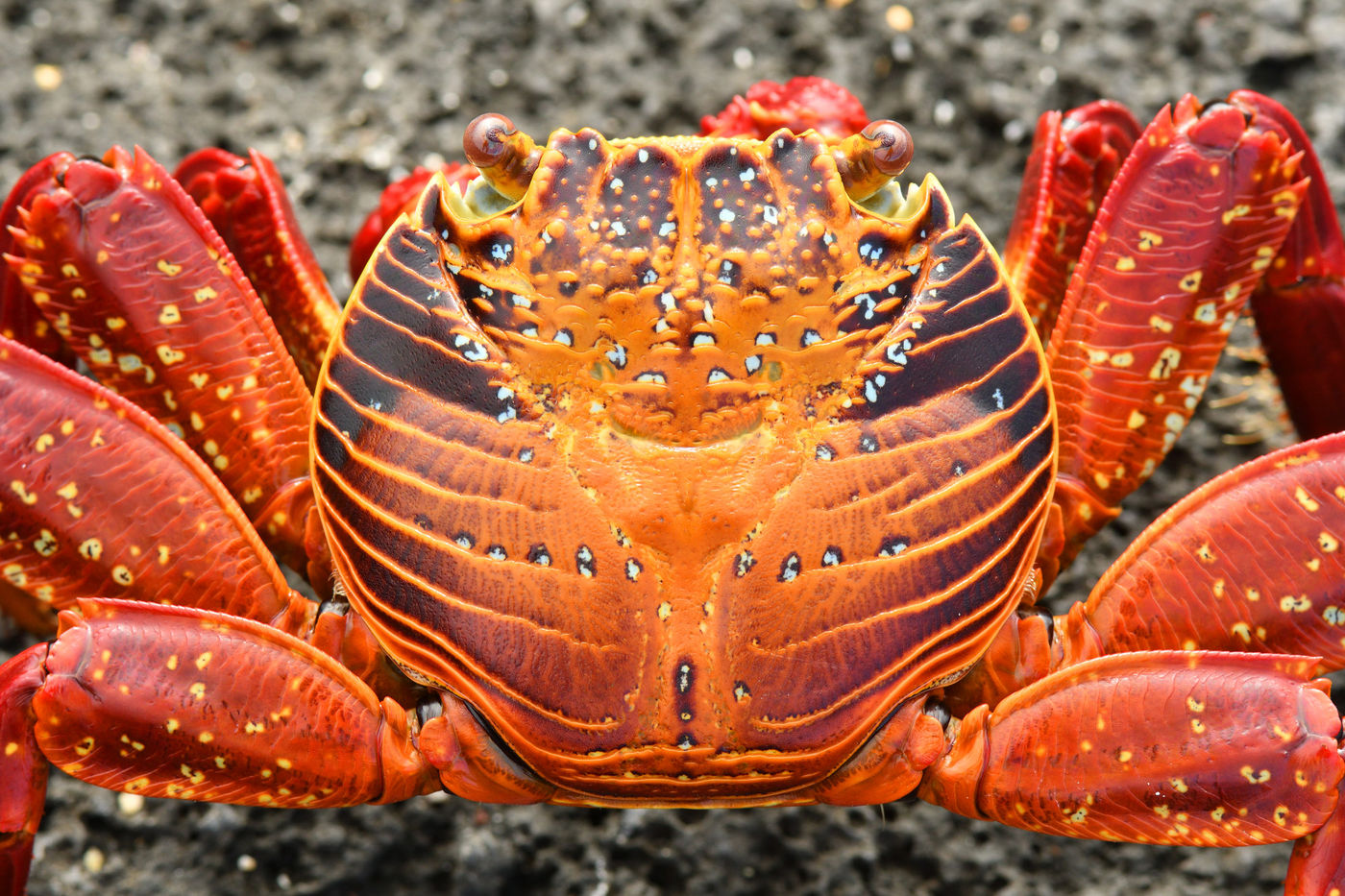 Deze imposante sally lightfoot crabs kom je overal tegen. © Yves Adams