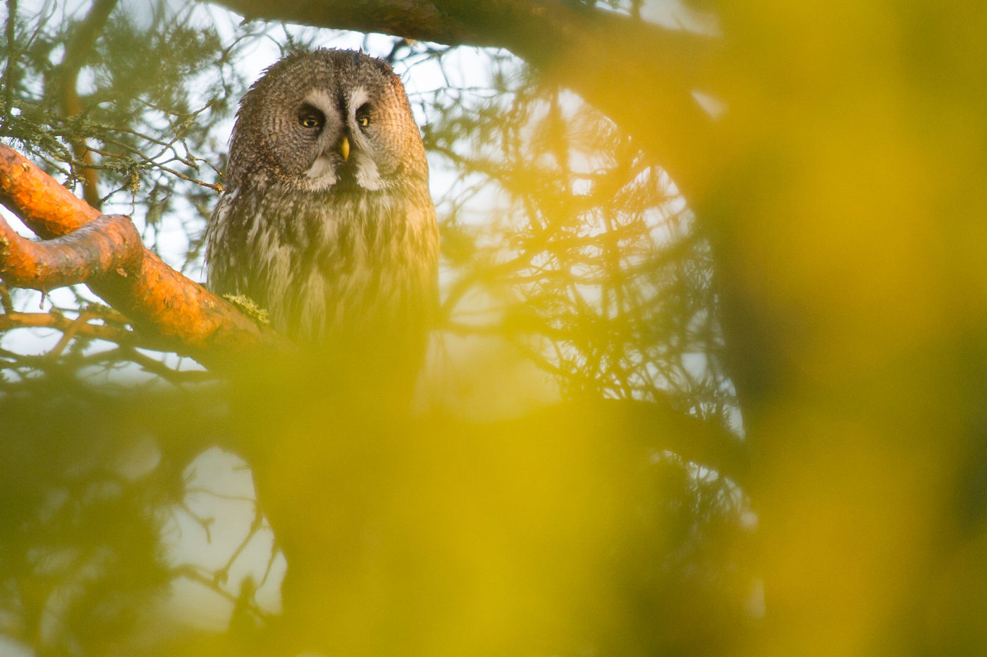 Een Laplanduil is een van de mooiste uilen van Europa. © Billy Herman