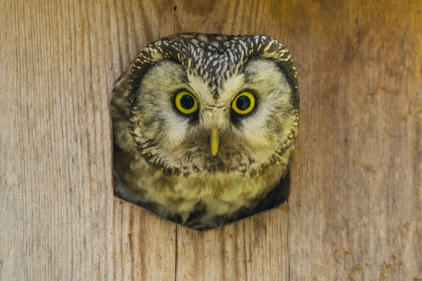 Een ruigpootuil komt tevoorschijn uit z'n nestkast. © Billy Herman