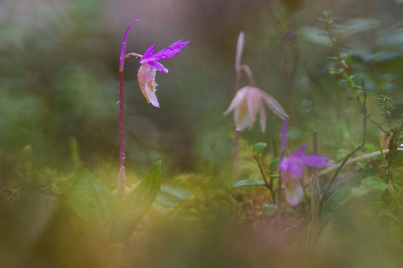 Calypso bulbosa moet wel het meest mysterieuze juweeltje van de taiga zijn. © Billy Herman