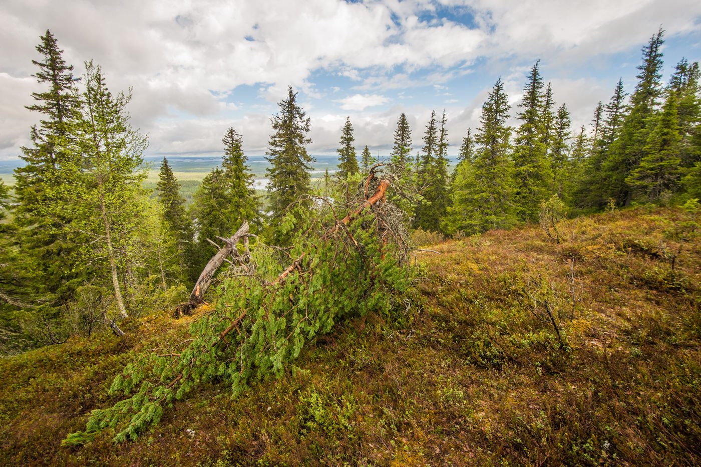 ScandinavieBillyHerman (15 van 73) De drieteenmeeuwen nemen elke mogelijke nestlocatie in beslag. © Billy Herman