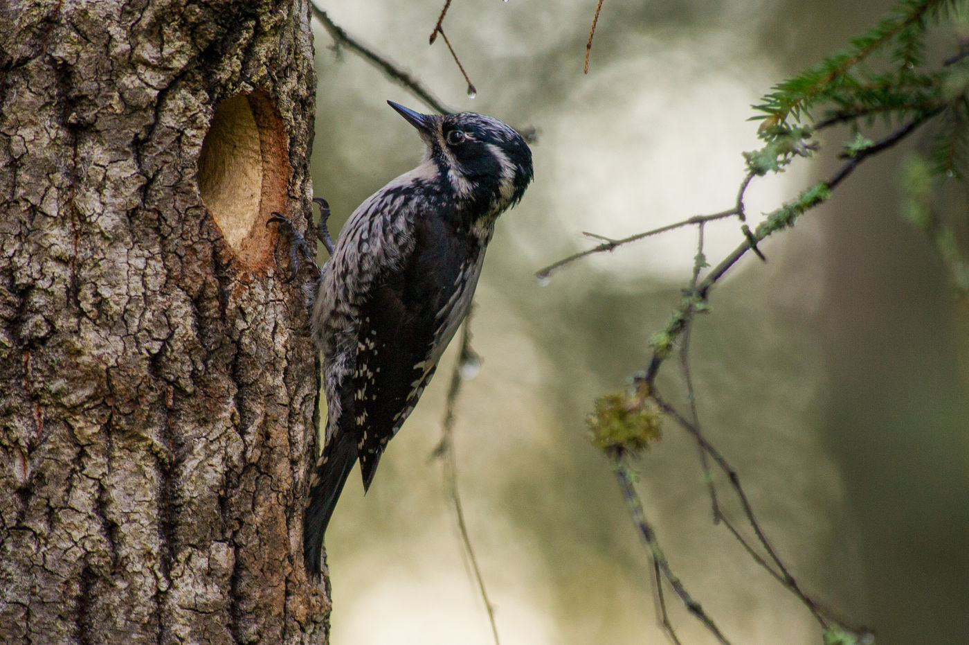 Een vrouwtje drieteenspecht nabij het minutieus uitgehakte nesthol. © Billy Herman