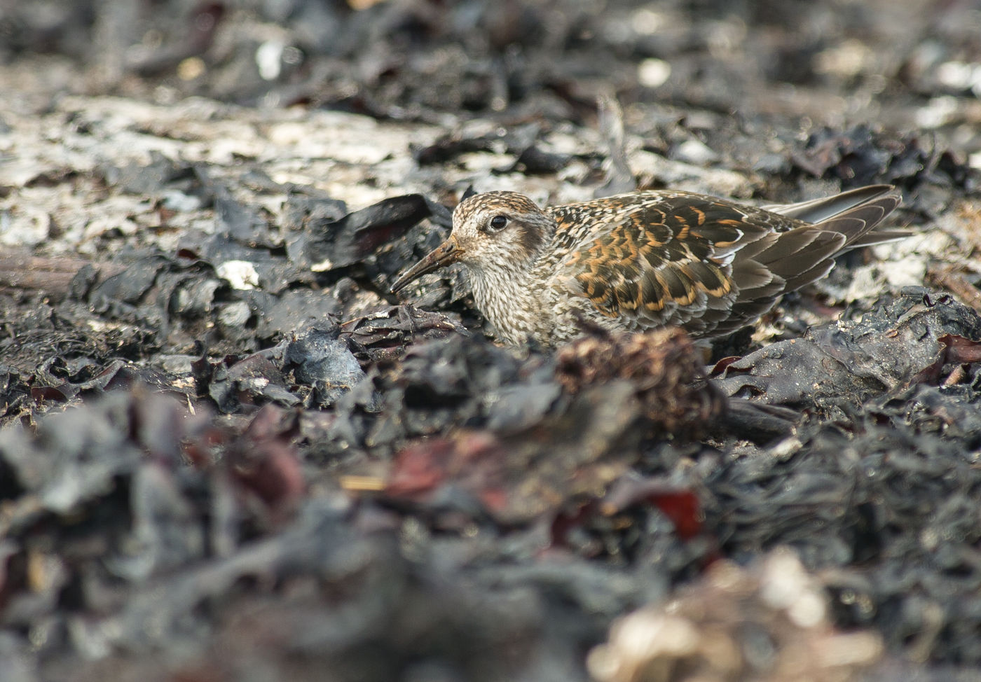 Een paarse strandloper in geweldig zomerkleed. De soort is bijzonder goed aangepast aan de omgeving. © Billy Herman