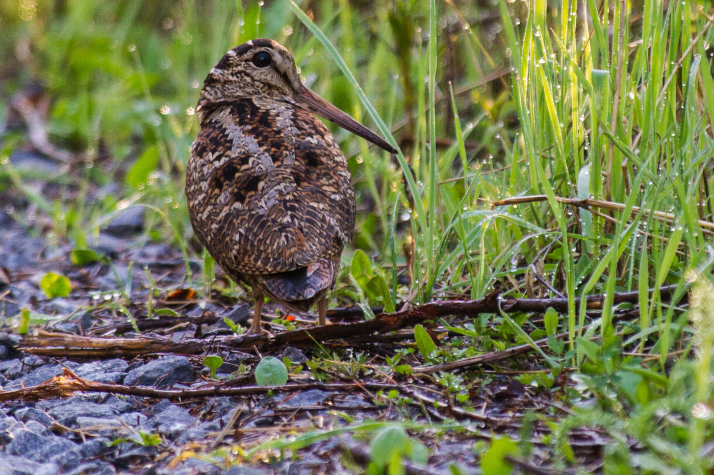 Houtsnippen zie je haast nooit in zit. Dit was een echte gelukstreffer! © Billy Herman