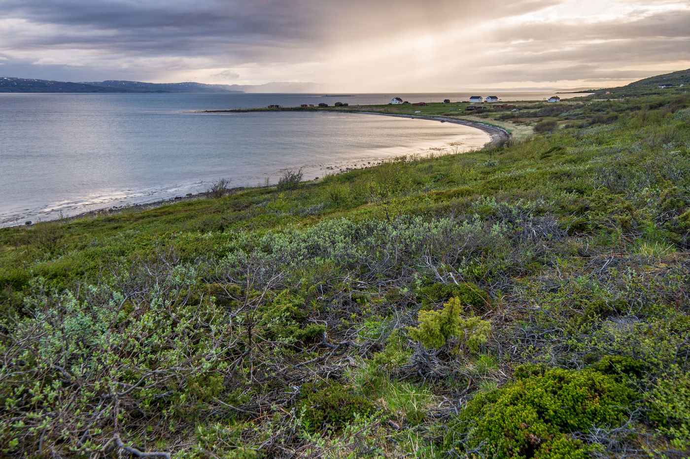 De ongerepte toendravegetatie komt gewoon tot aan het strand. © Billy Herman