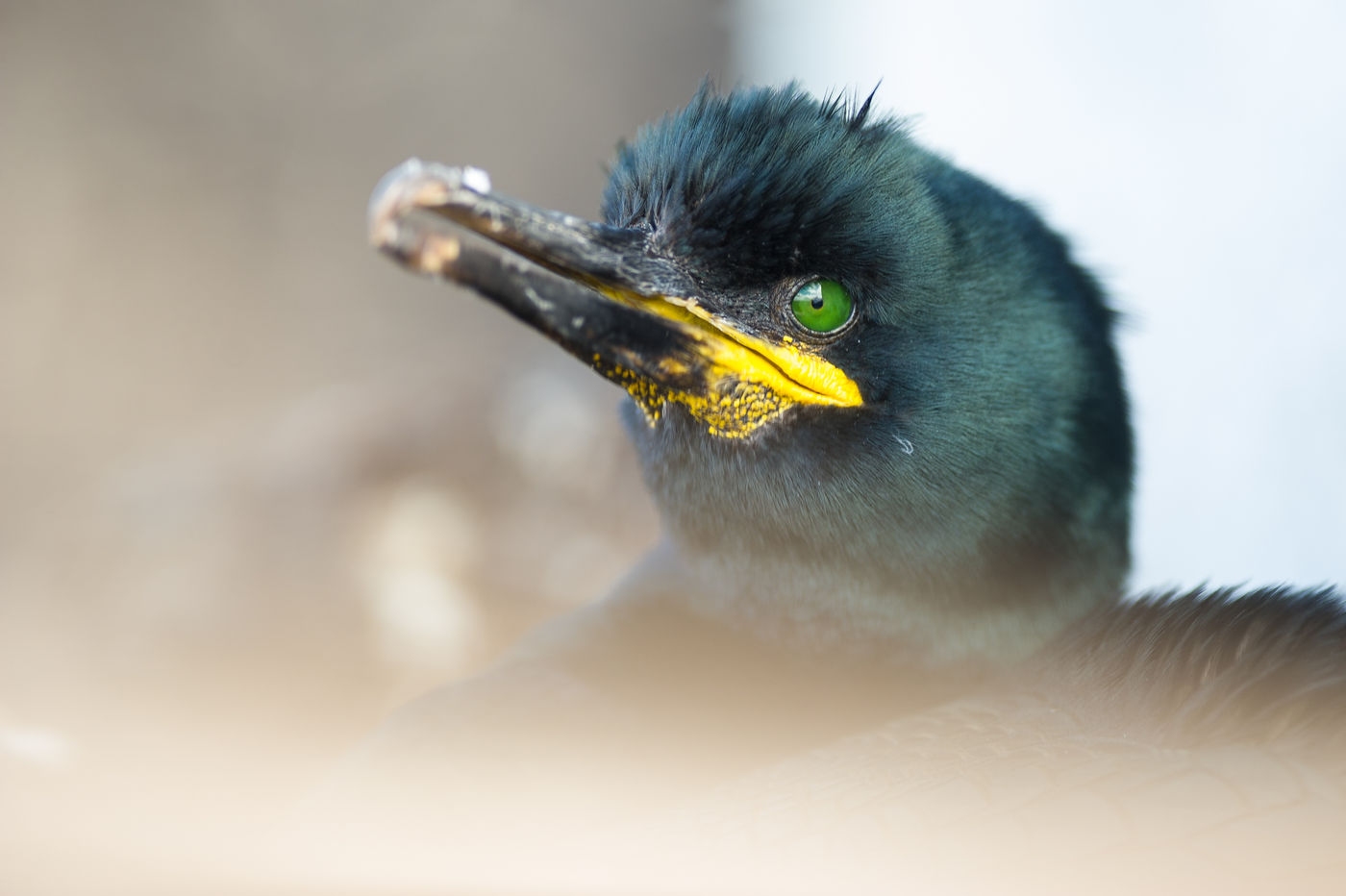 Hun gele mondhoeken zijn erg fraai, en komen van pas tijdens de balts in het vroege voorjaar. © Billy Herman