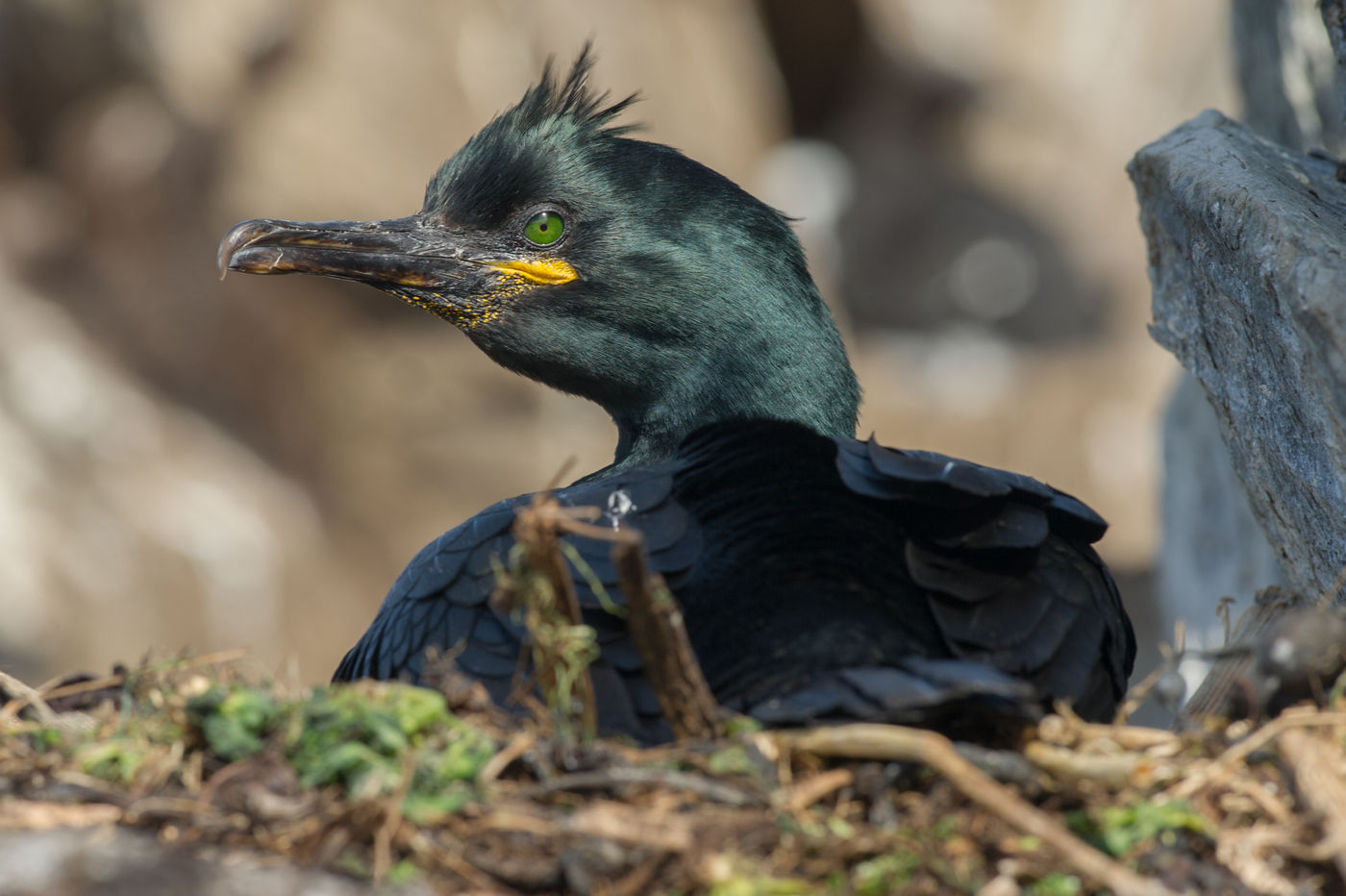 Een kuifaalscholver in zomerkleed, op het nest. © Billy Herman