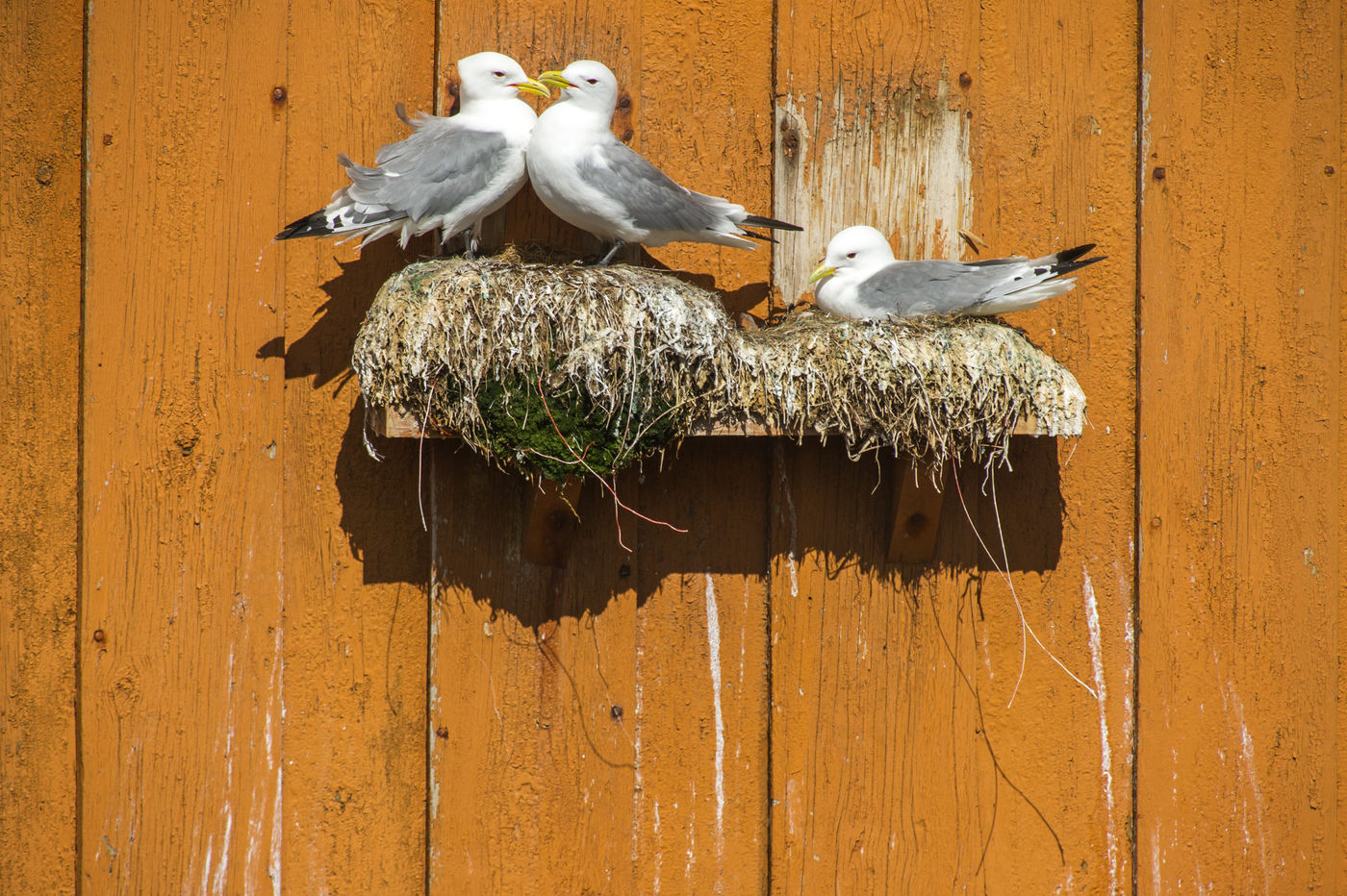 De drieteenmeeuwen nemen elke mogelijke nestlocatie in beslag. © Billy Herman