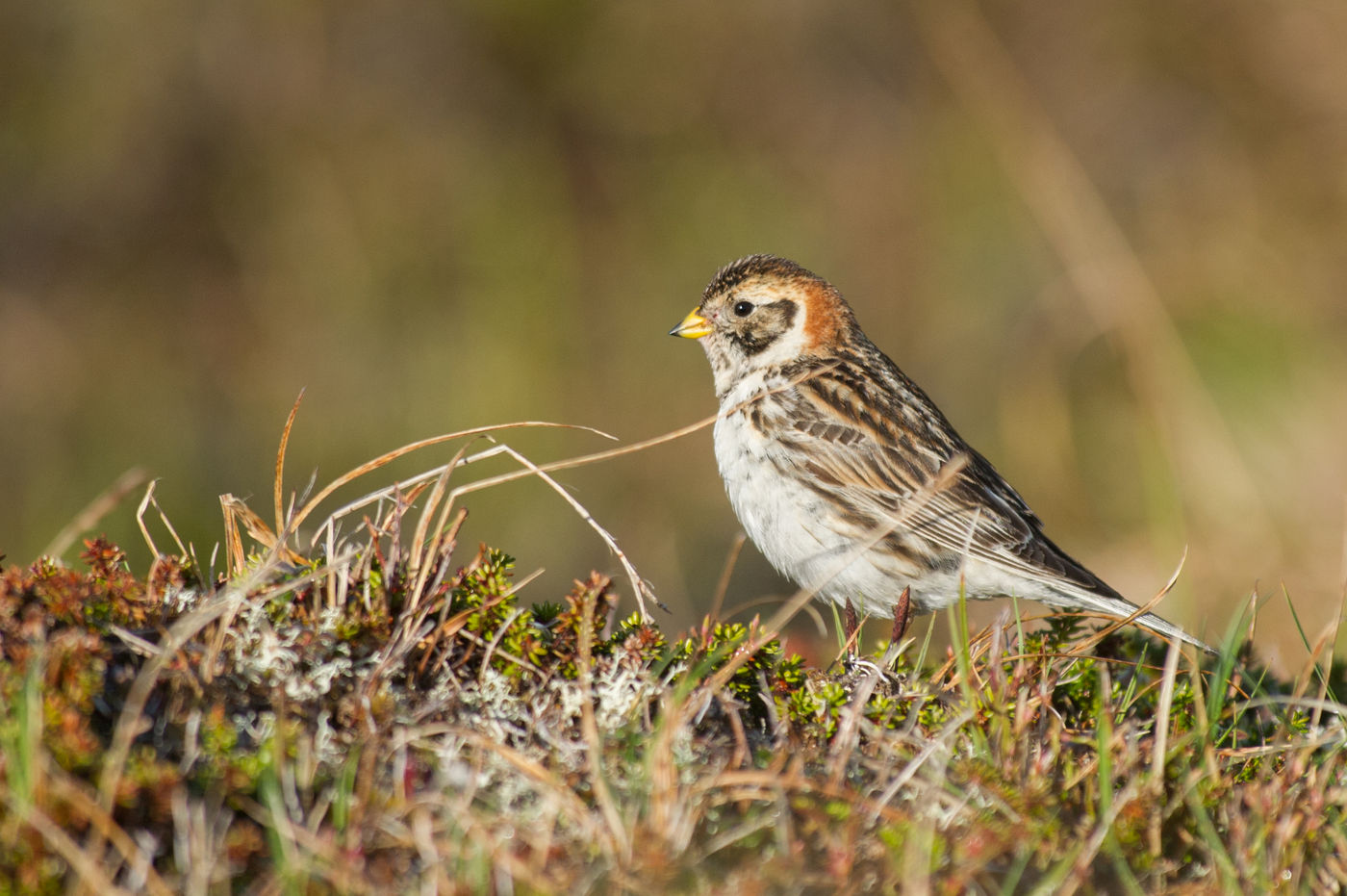 Een vrouwtje ijsgors nabij het nest. © Billy Herman