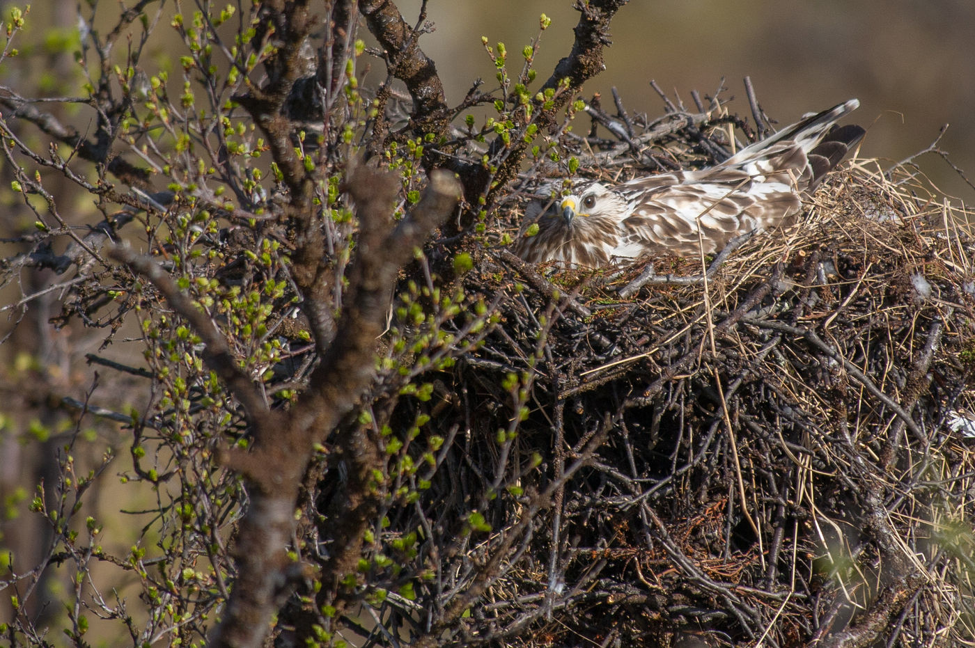 Ruigpootbuizerds zie je zelden op het nest, maar in Scandinavië is het vrij normaal. © Billy Herman