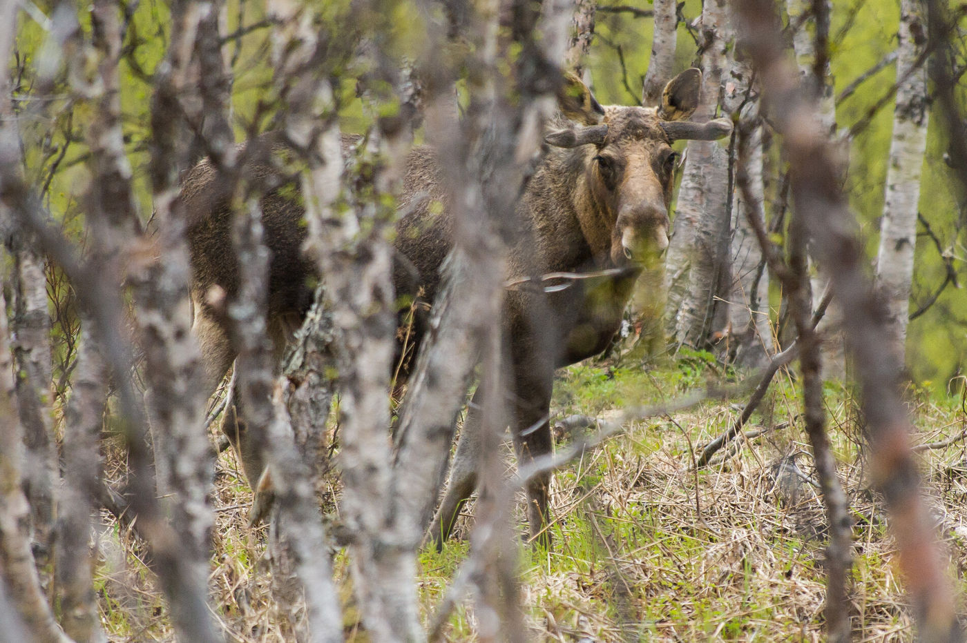 In de schaarse berkenbossen komen we vroeg of laat in aanraking met een eland. © Billy Herman