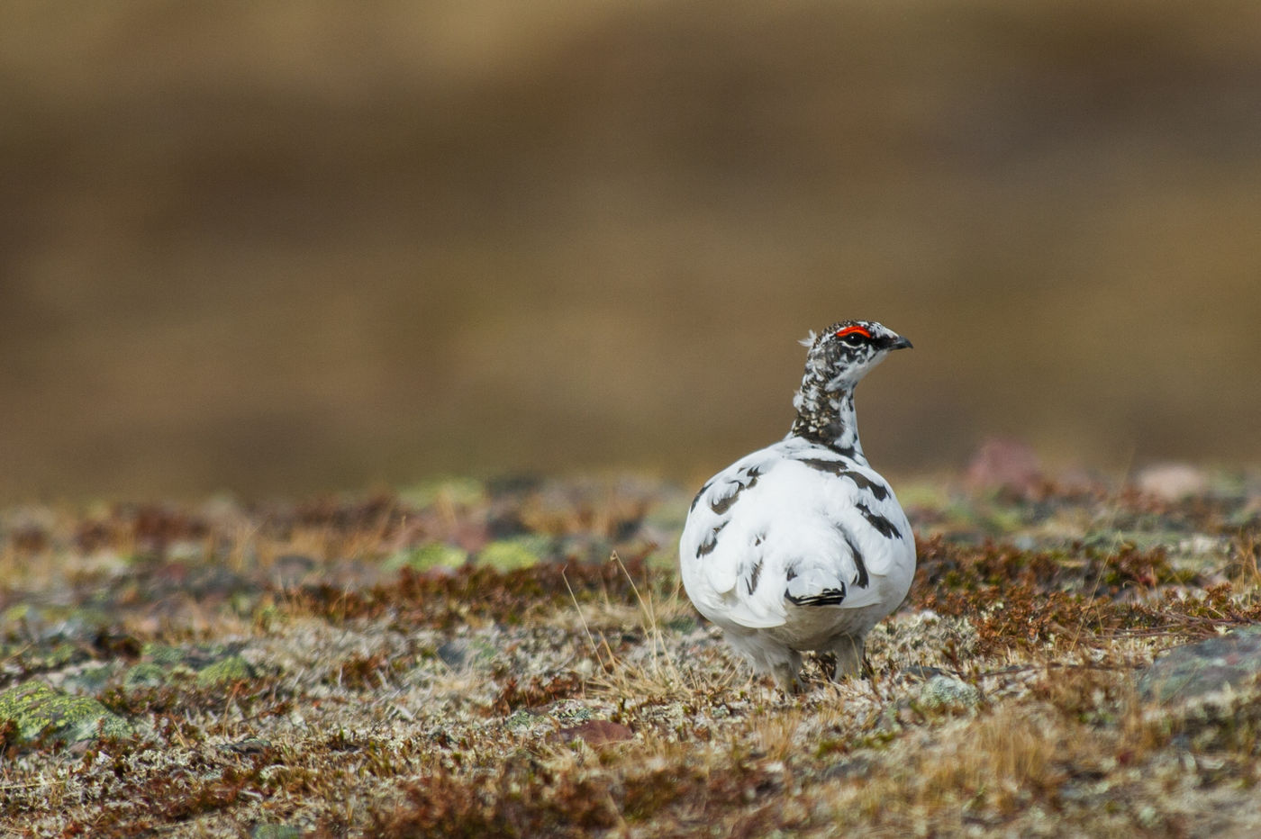 Alpensneeuwhoenen hebben het graag wat rotsiger dan hun verwanten, en ook in verenkleed verschillen ze. © Billy Herman