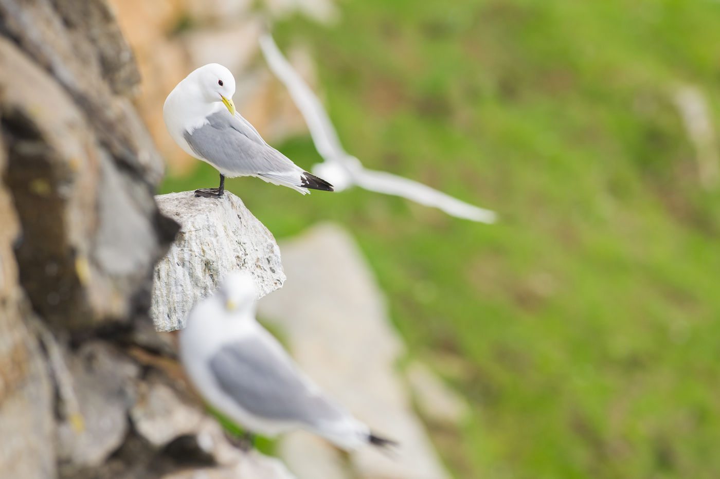 De luide roep van de drieteenmeeuwen verklaart waar hun vreemde Engelse naam vandaan komt: 'kittiwake'. © Billy Herman