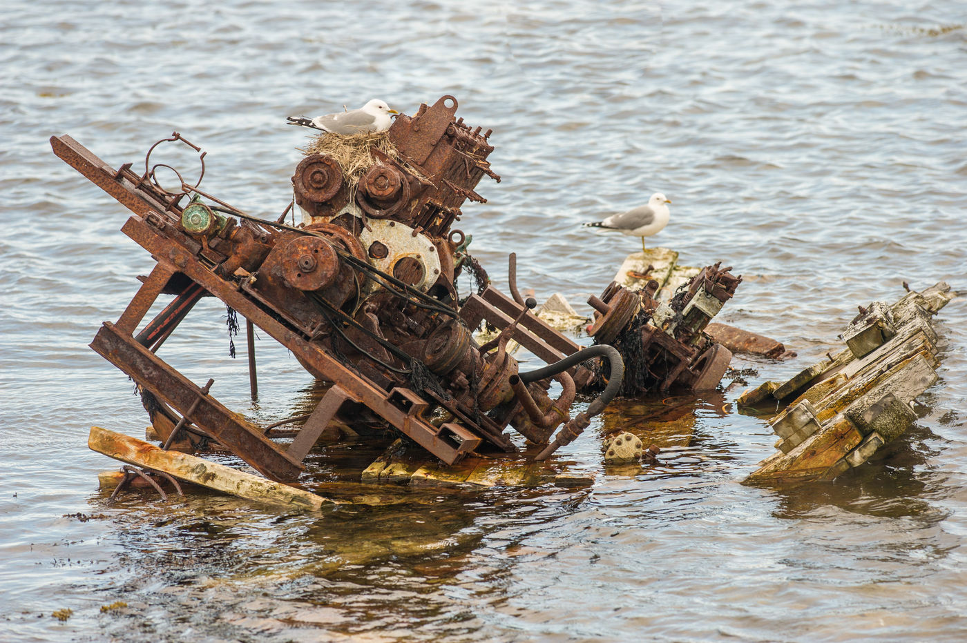 Een koppel stormmeeuwen die een verzonken boot als nestplaats uitkoos! © Billy Herman