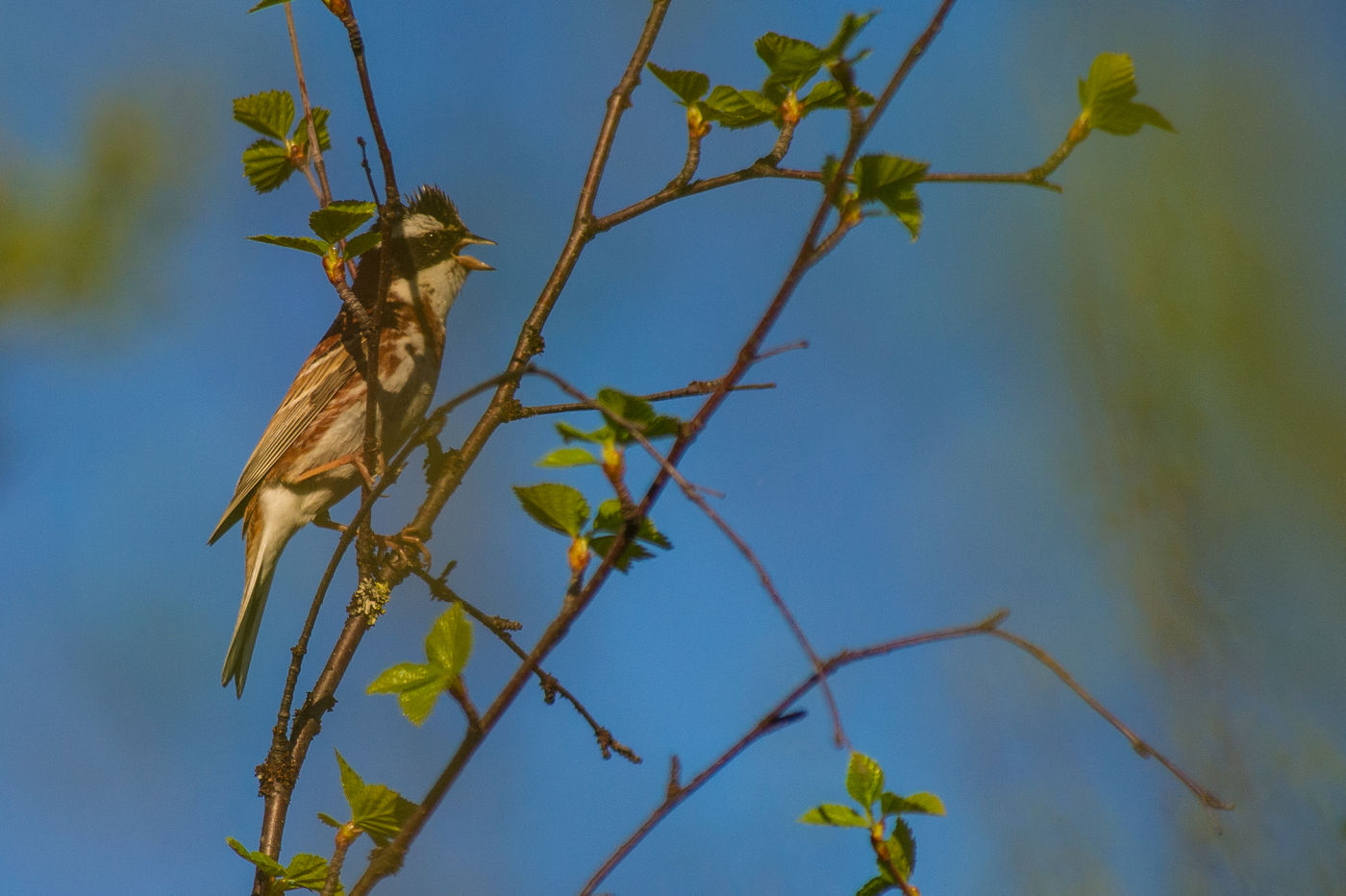 De bosgors gaat helaas sterk achteruit door de vangst in Oost-Azië. © Billy Herman