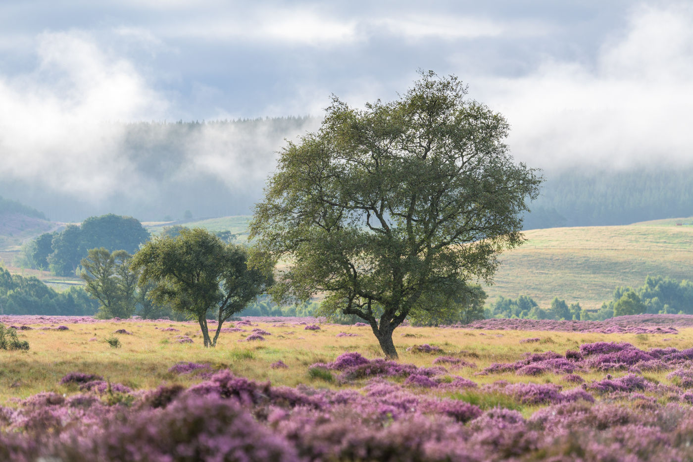 Een eenzame berk op de hei. © Bart Heirweg