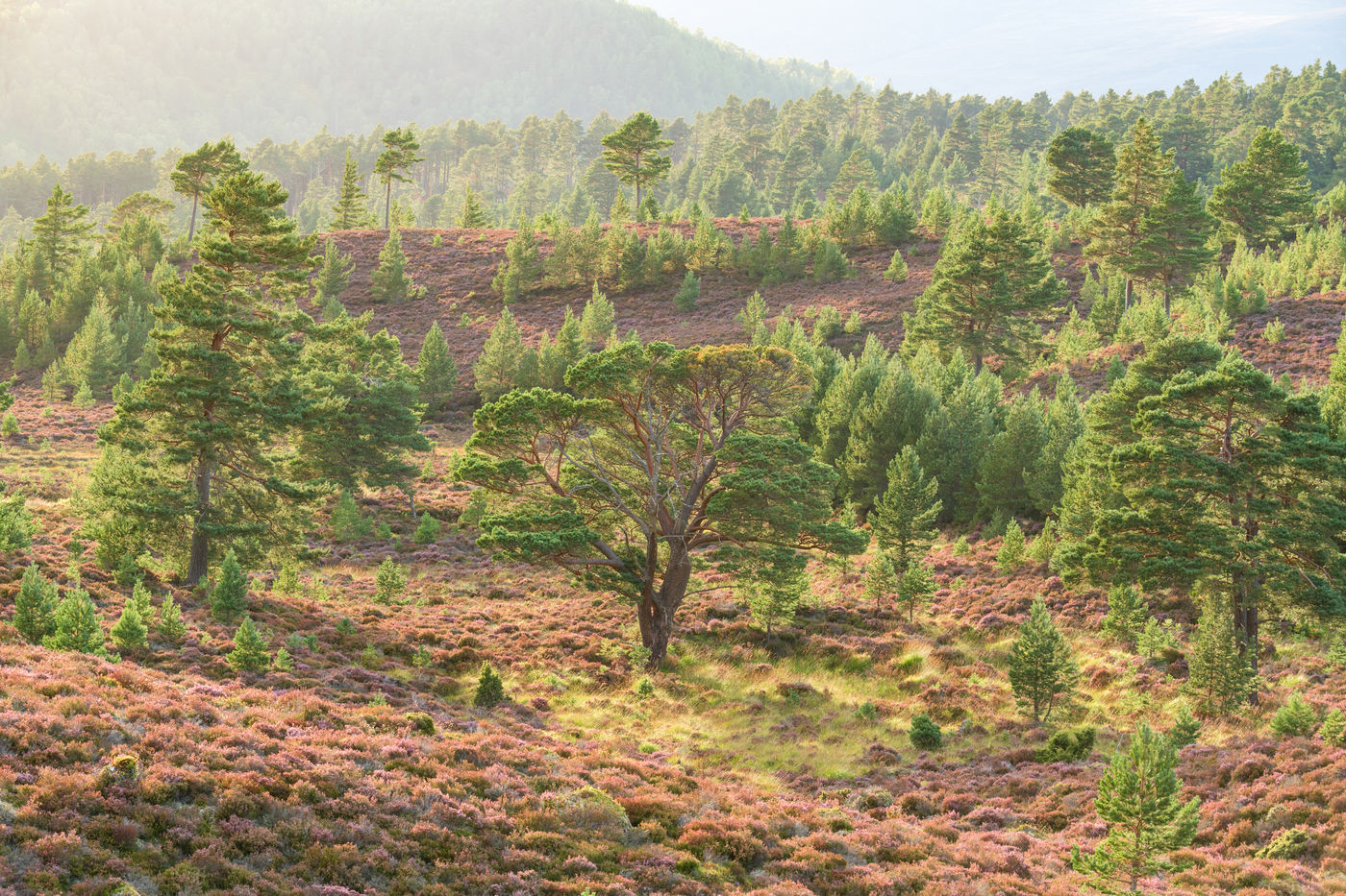 In de nazomer begint de hei te bloeien en krijgen we prachtige taferelen te zien. © Bart Heirweg