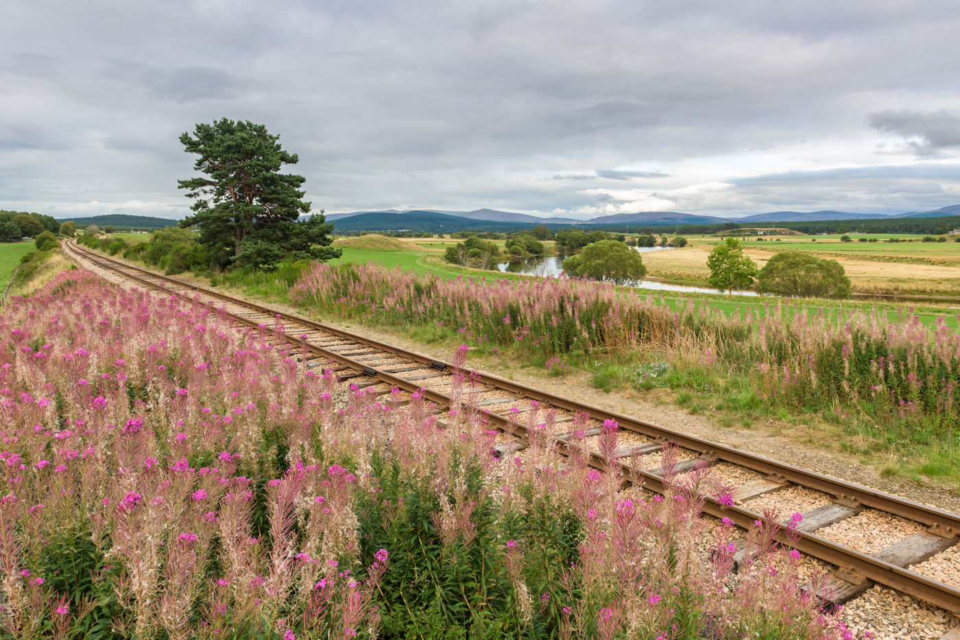 Een overgroeide spoorweg vol met wilgenroosjes. © Bart Heirweg