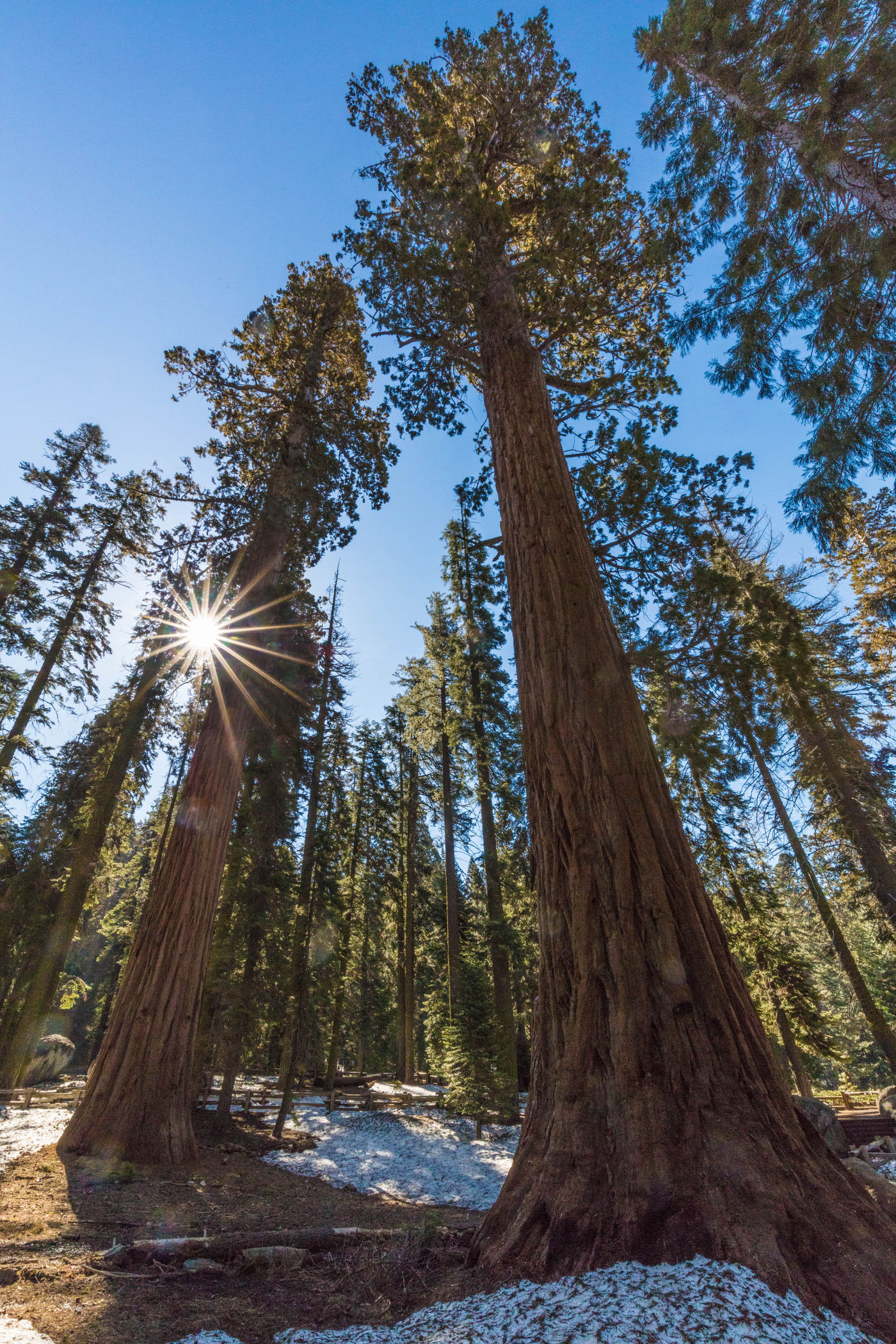 Sequoia's. © Iwan Lewylle