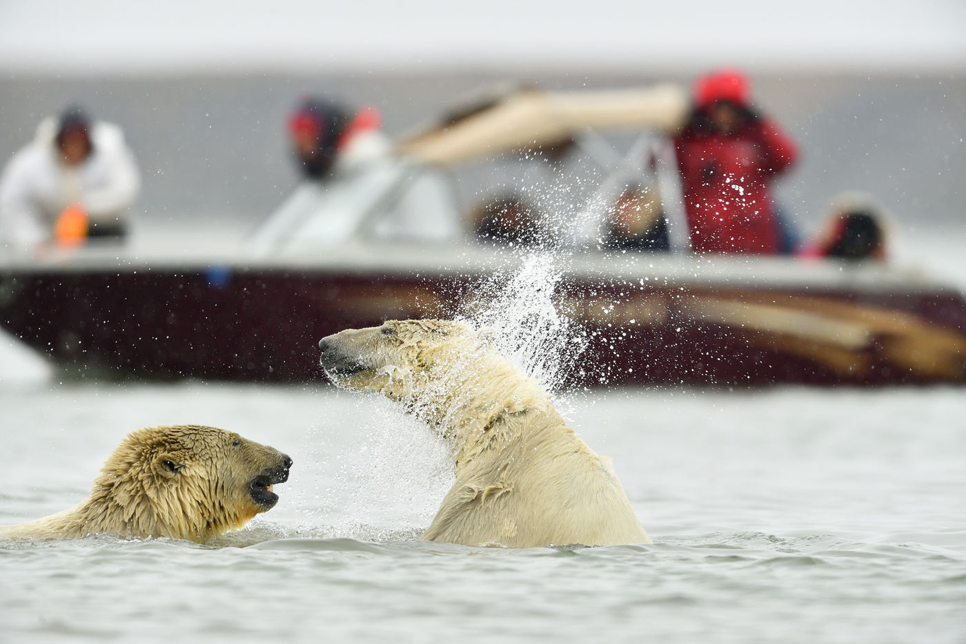 Spetterende ijsberen. © Yves Adams