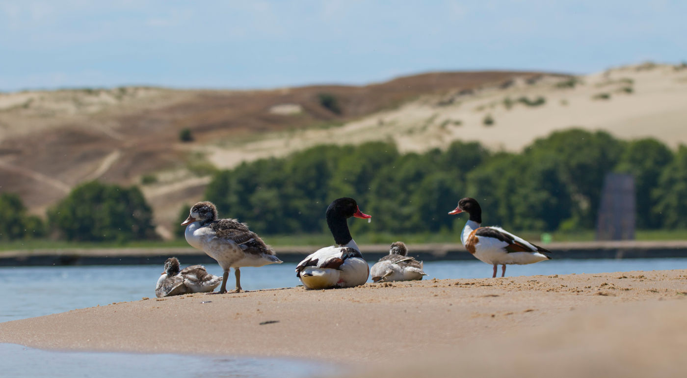 Des tadornes de Belon avec leurs petits à Nida. © Voyages STARLING