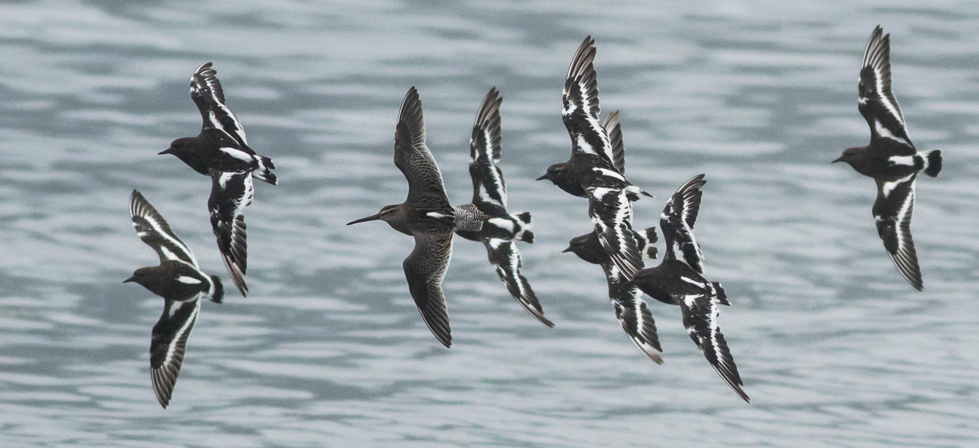 Zwarte steenlopers en Kleine Grijze Snippen tijdens de trekperiode aan de Westcoast. © Joachim Bertrands