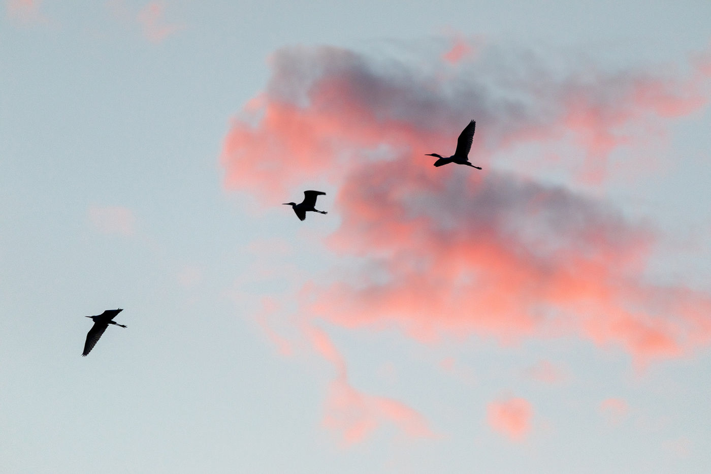 Silhouetten van purperreigers tegen de roze wolken voor zonsopkomst.