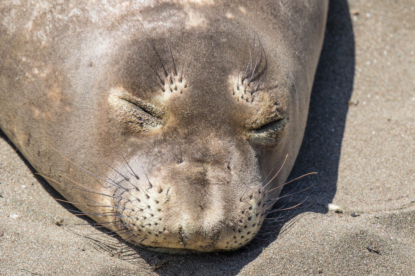 California (sea lion) dreaming ©Iwan Lewylle