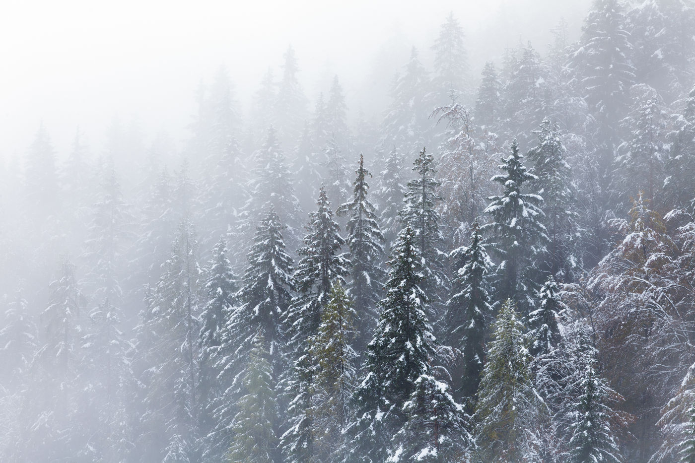 Besneeuwde sparrentoppen. © Bart Heirweg