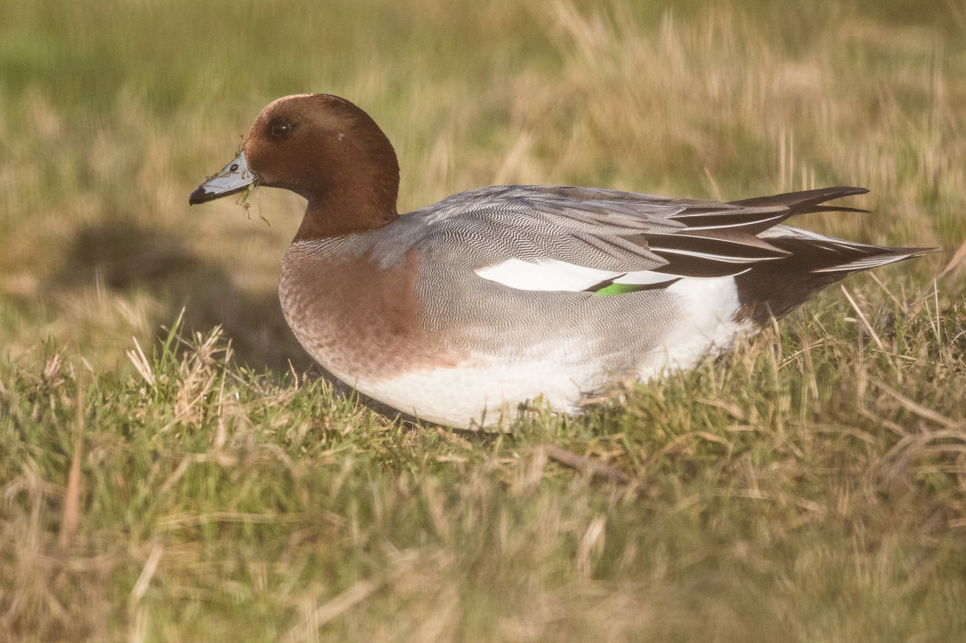 In Zeeland komen we vaak vogels tegen die niet bijster schuw zijn, zoals dit mannetje smient. © Billy Herman