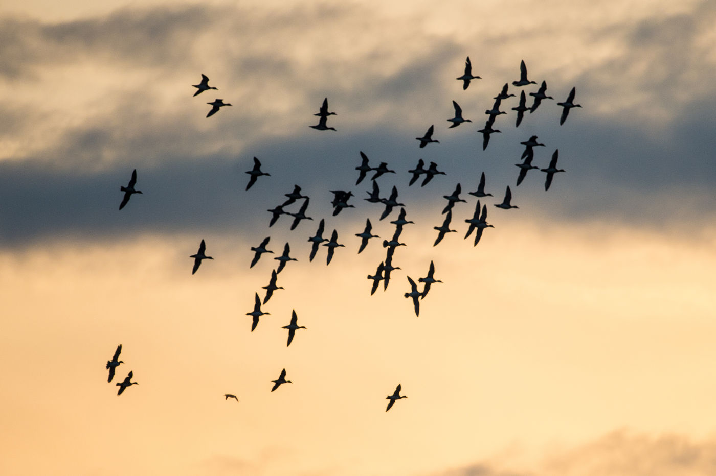 Les canards et les oies sont de loin les oiseaux les plus présents en hiver © Billy Herman