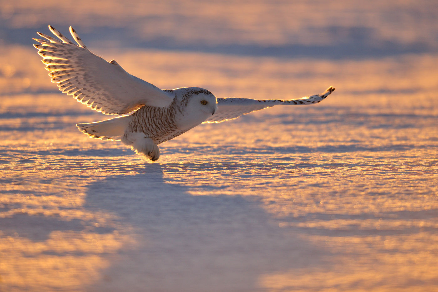 Een vrouwtje sneeuwuil met tegenlicht. © Yves Adams