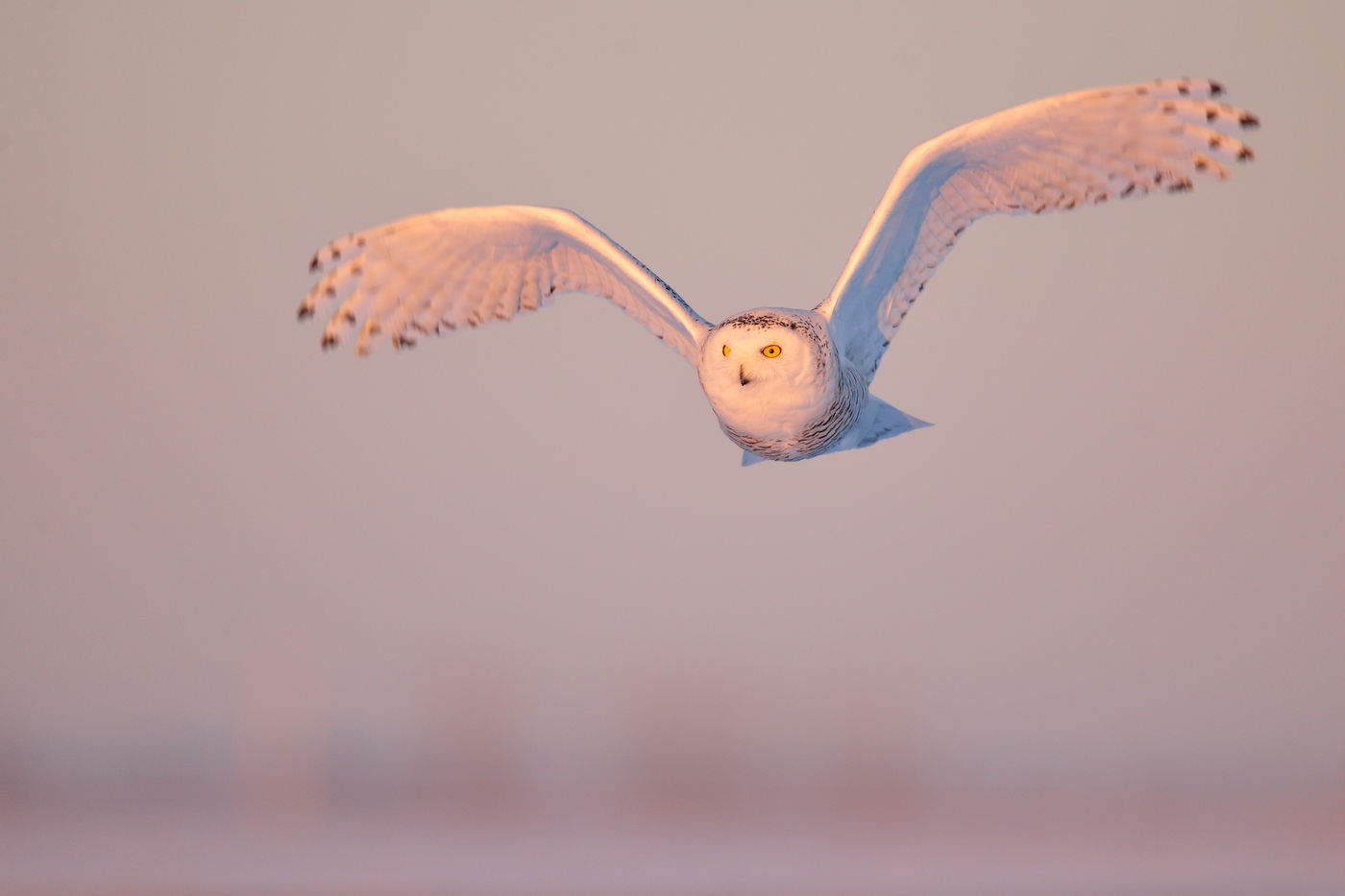 Een sneeuwuil tijdens de avondzon. © Yves Adams