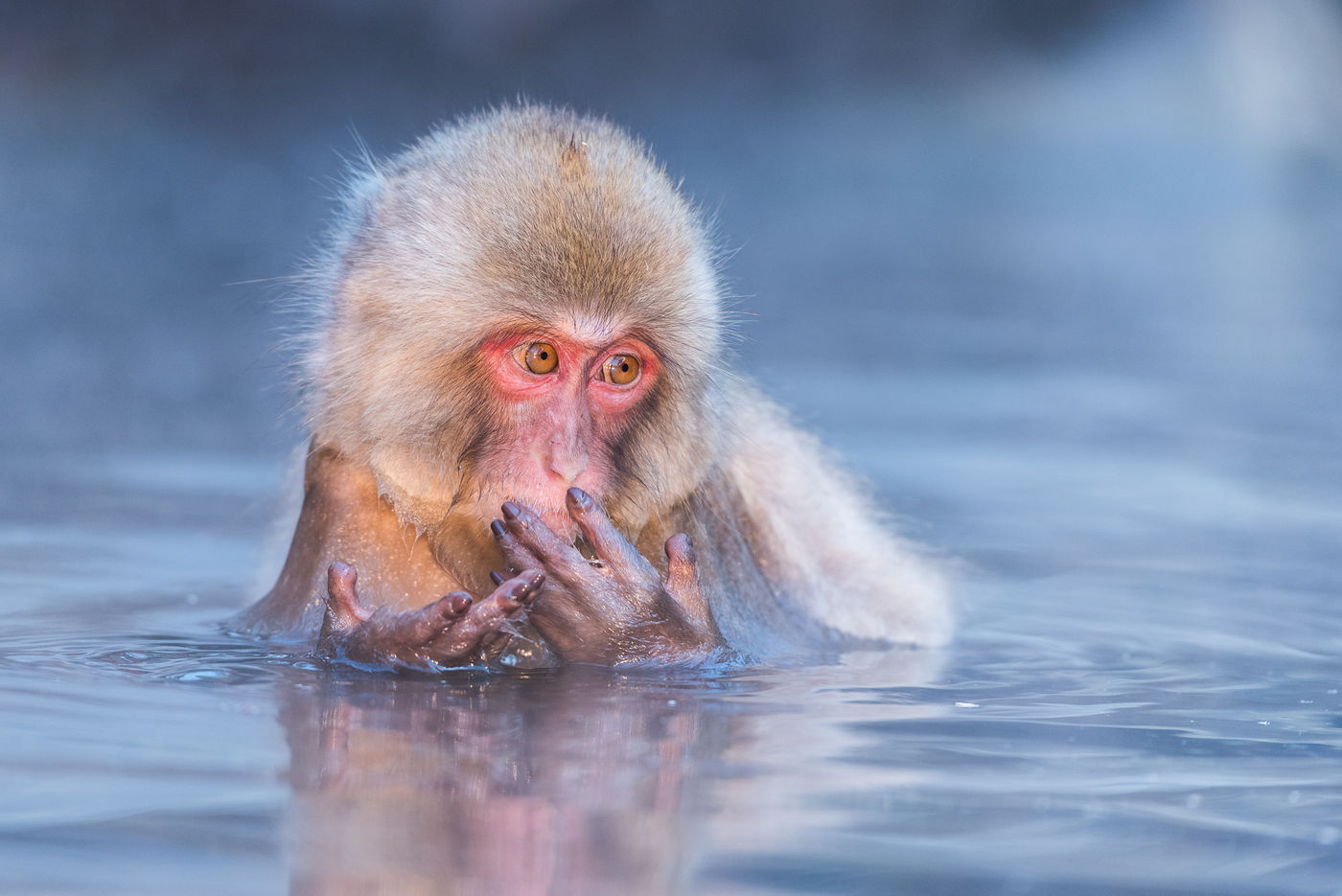 Een jonge Japanse makaak. © Jeffrey Van Daele