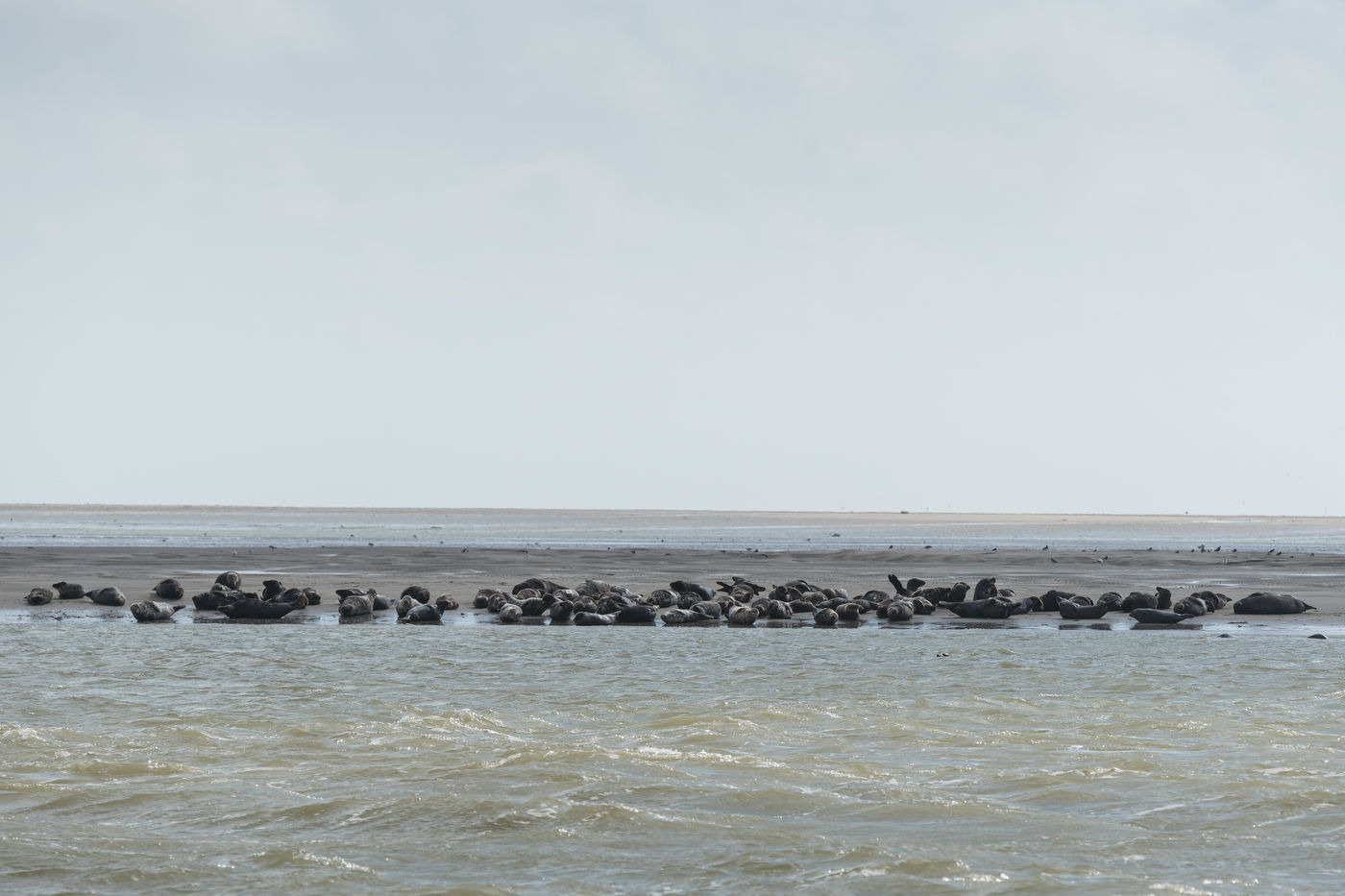 Een rustende groep zeehonden op het wad. © Sandy Spaenhoven