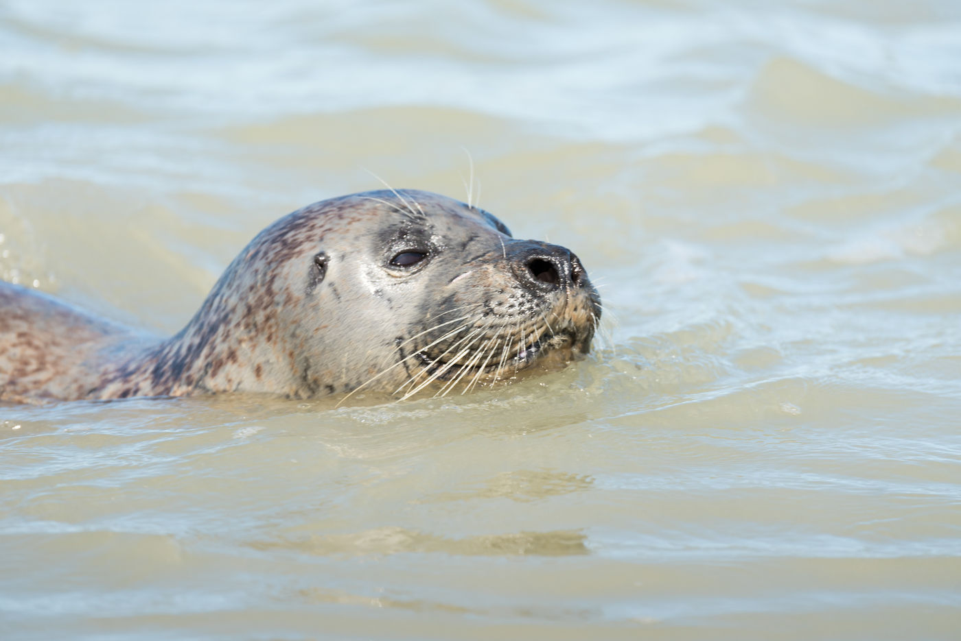 Een zeehond in z'n element. © Sandy Spaenhoven